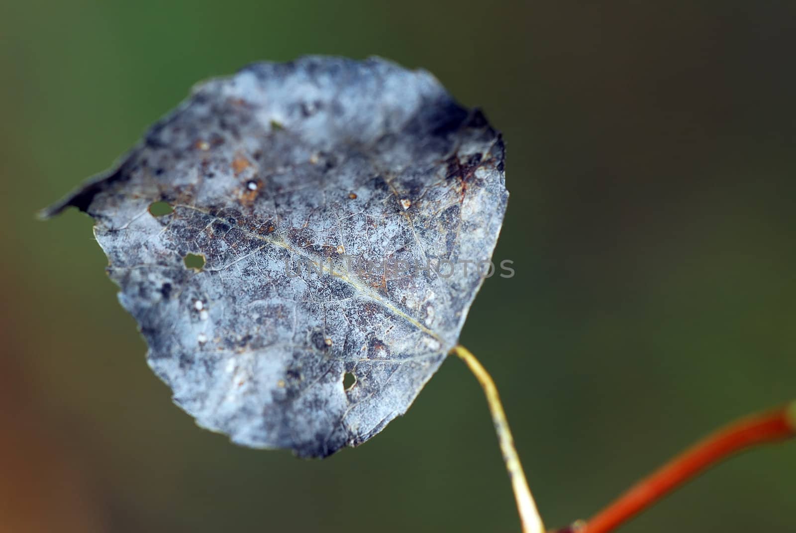 Close-up of a leaf with it's autumn's colors