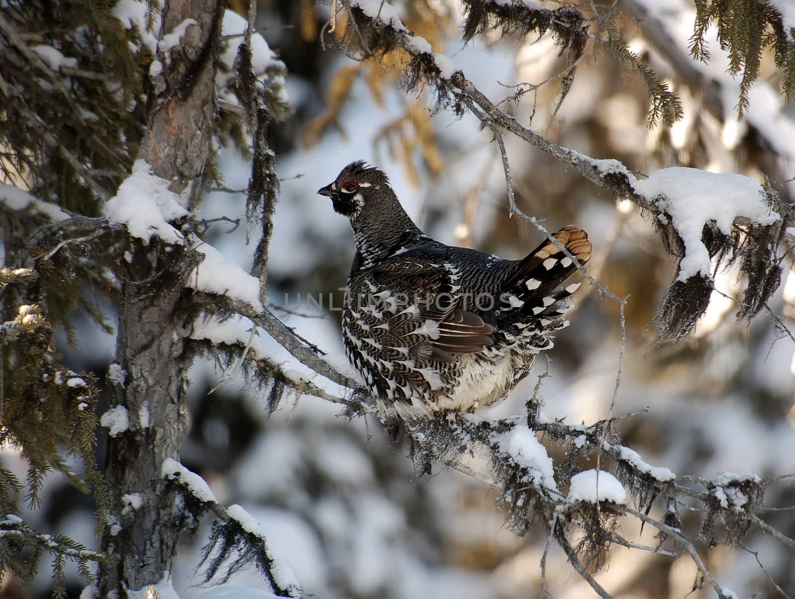 Spruce Grouse by nialat