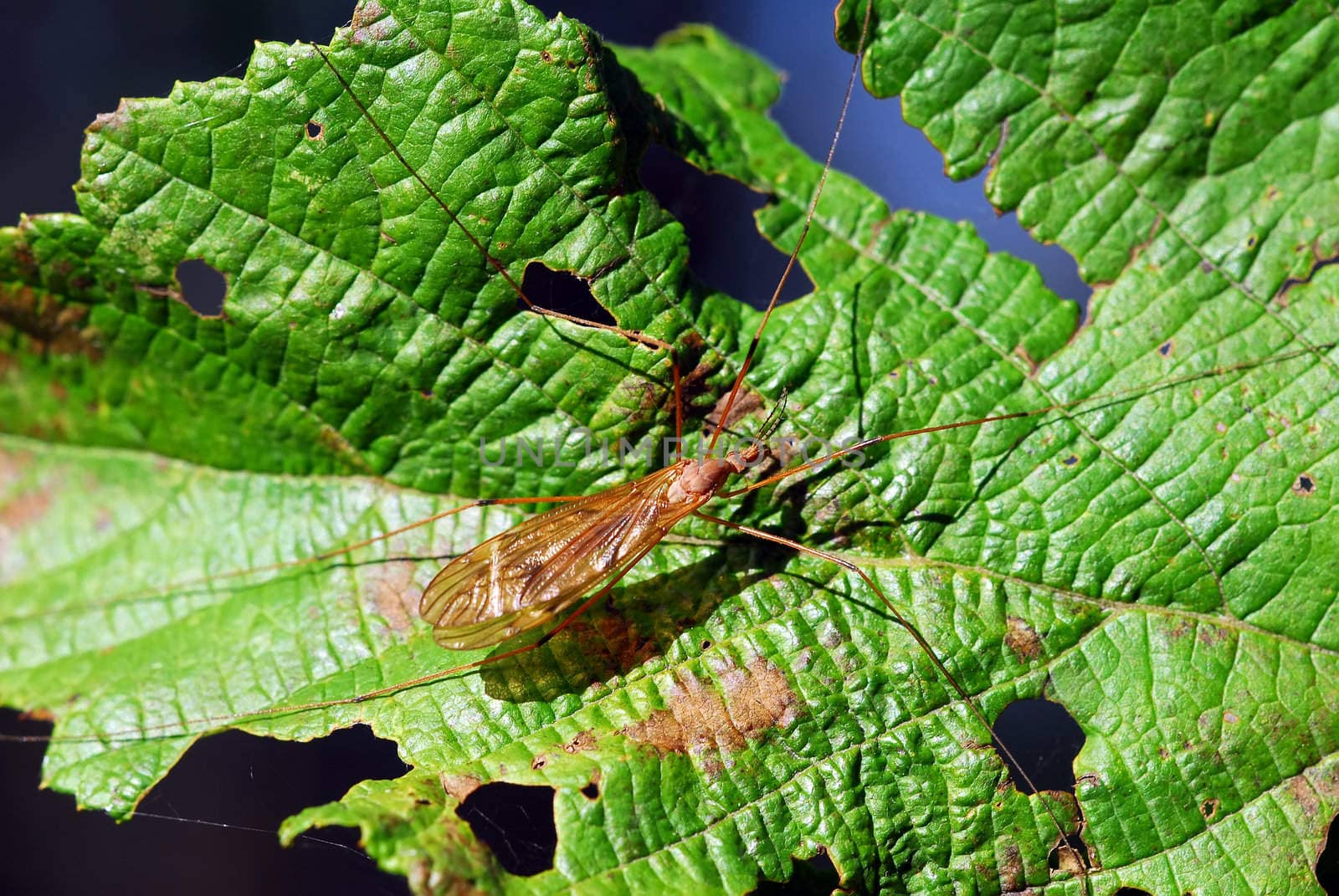 Close-up of a strange orange insect on a green leaf