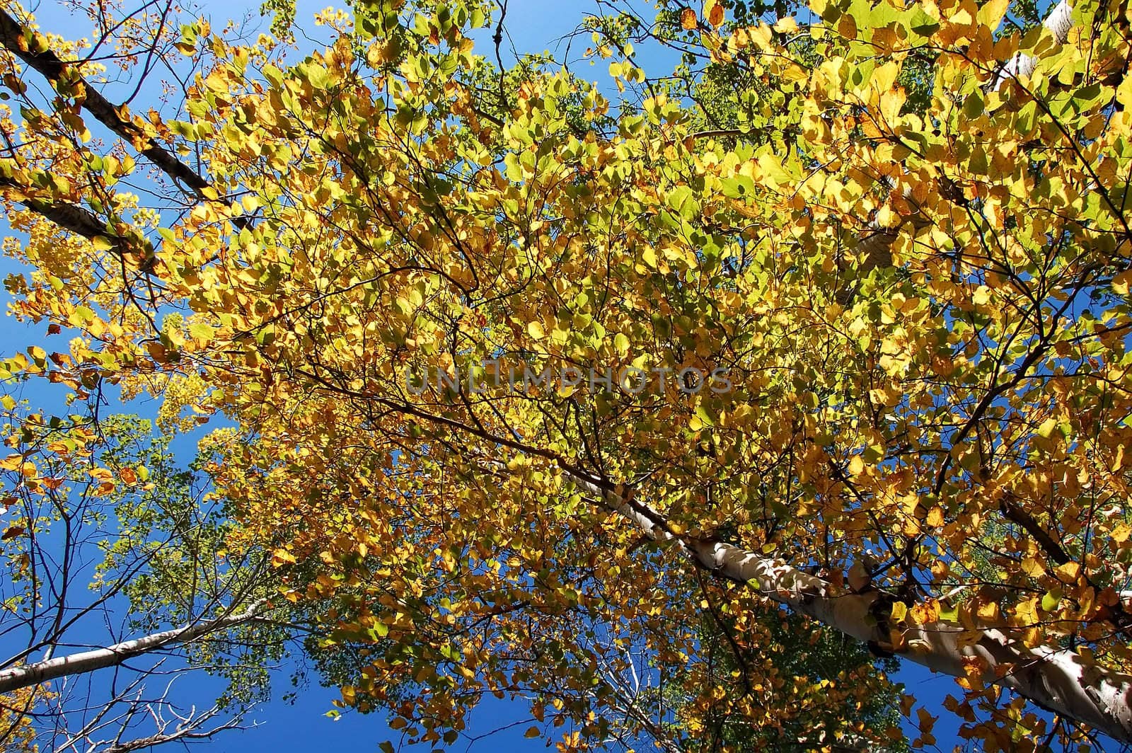 Picture looking up of a tree with it's autumn's foliage