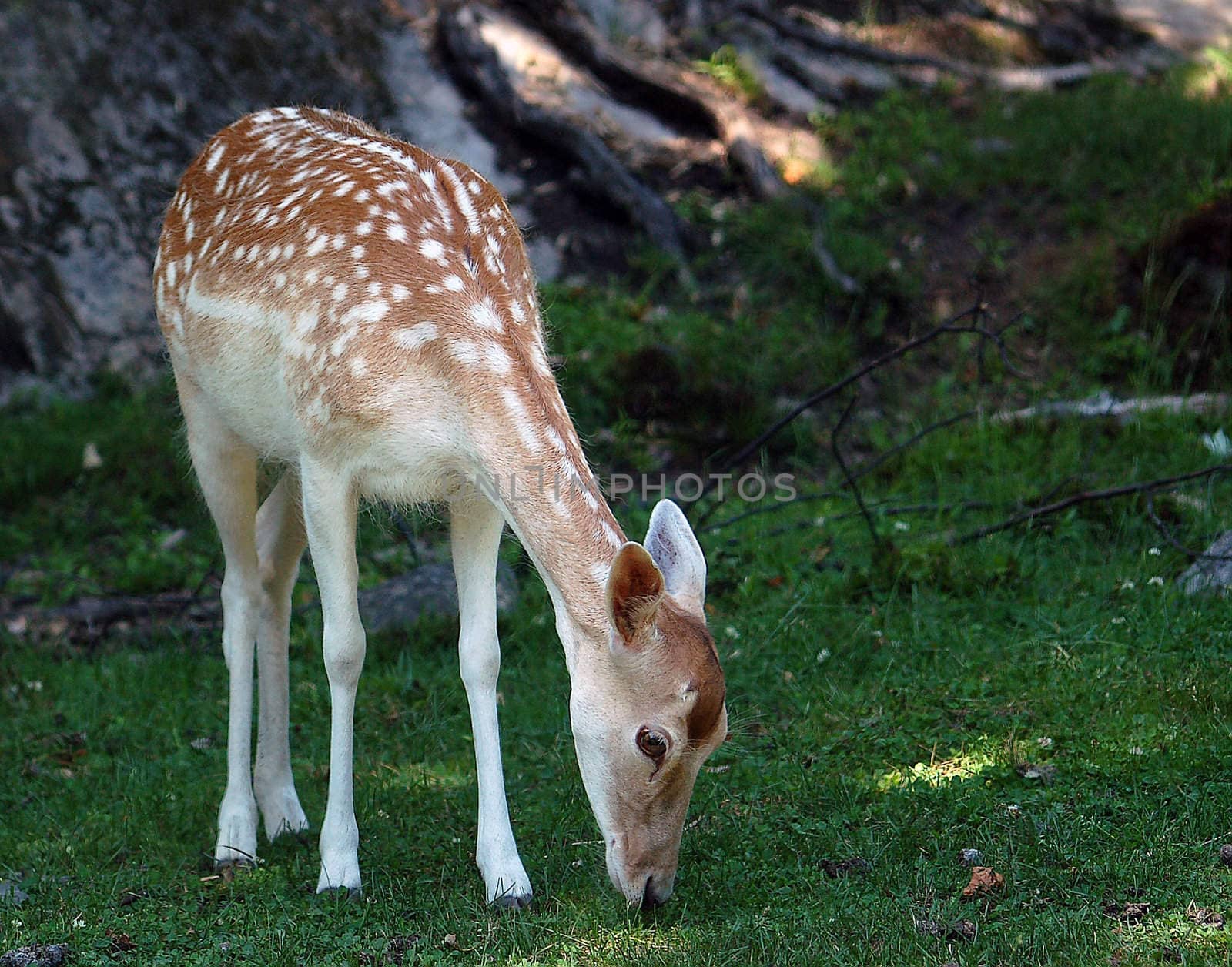 Picture of a young female deer