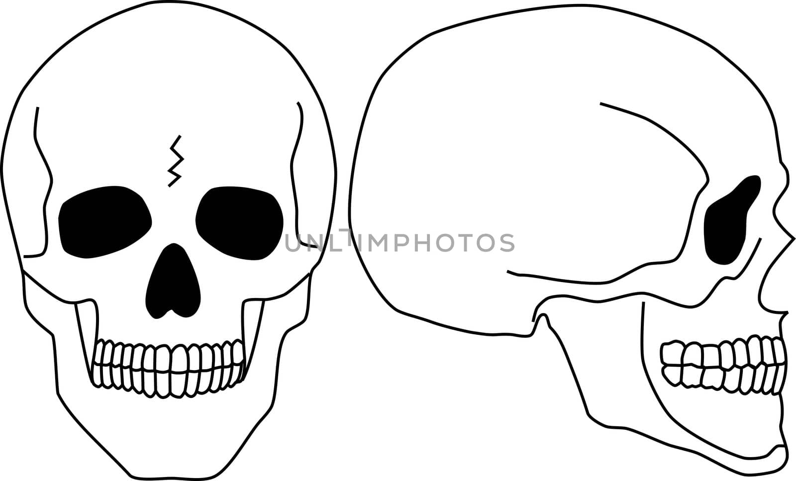 Two black and white skulls in different position