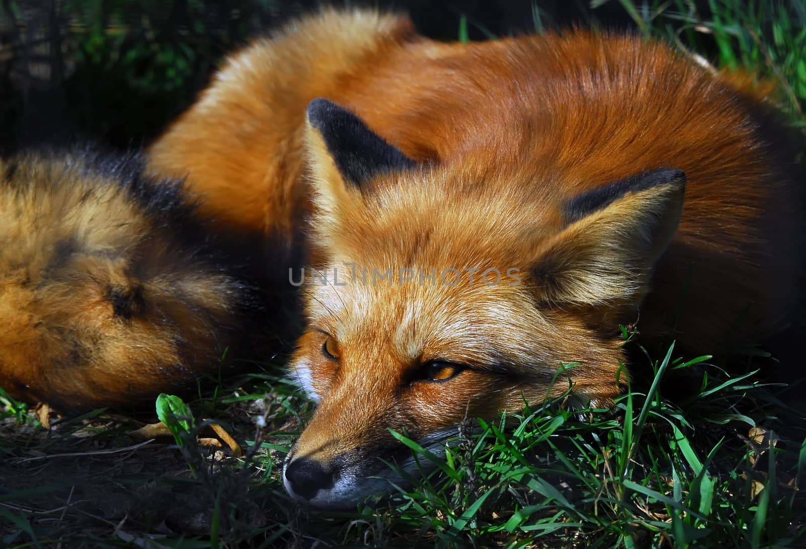 A close-up portrait of a Red Fox at rest