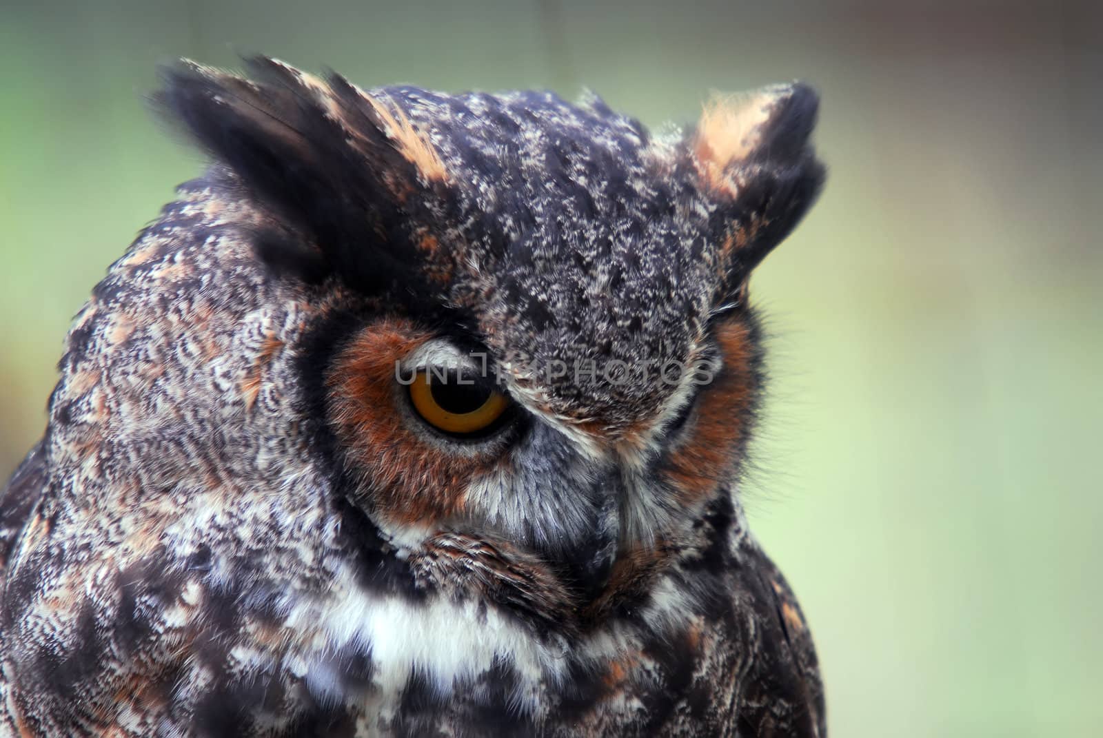 Close-up portrait of a Great Horned Owl (Bubo virginianus)
