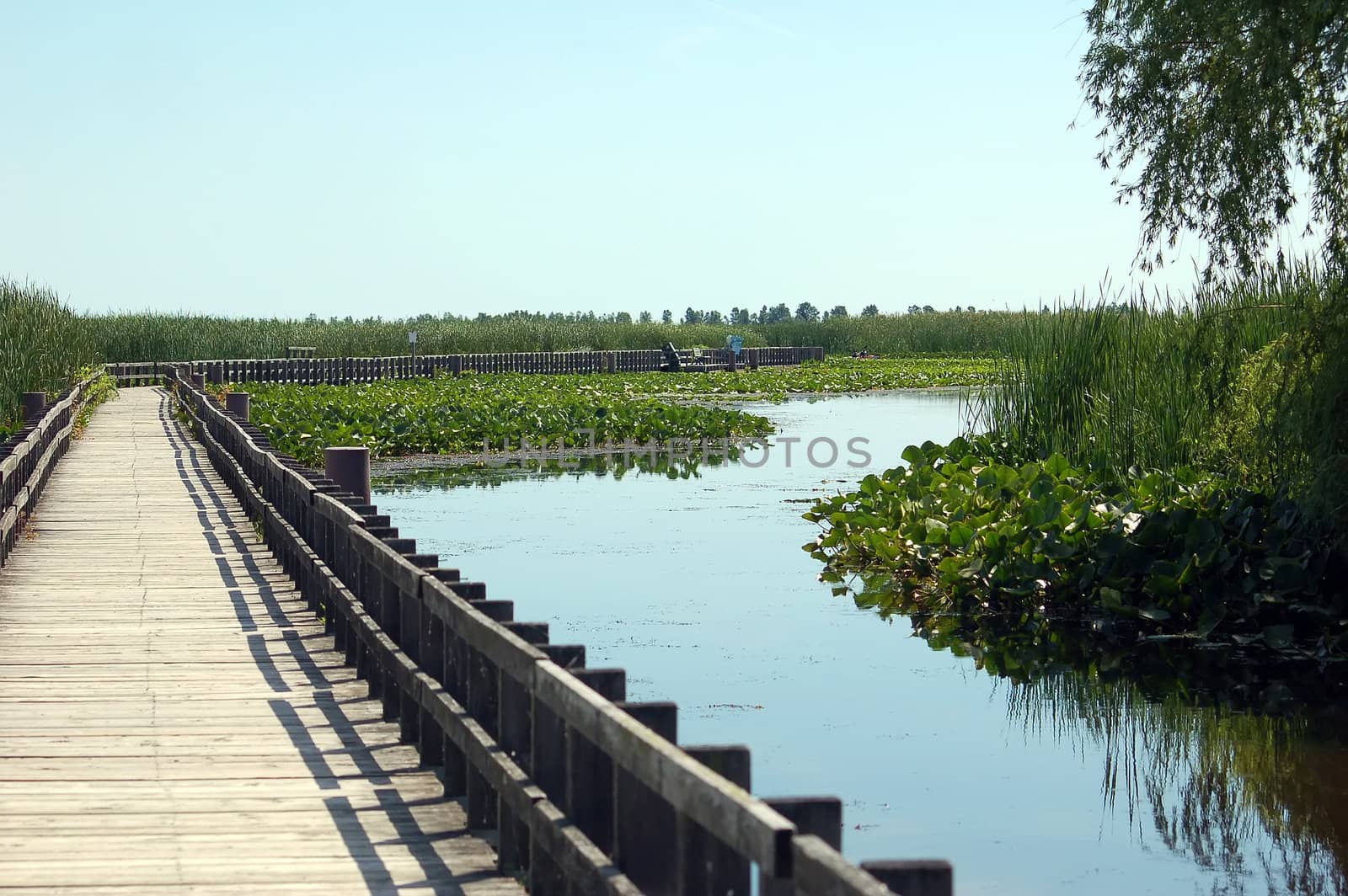 A view of the famous Point Pelee Walkboard in Canada