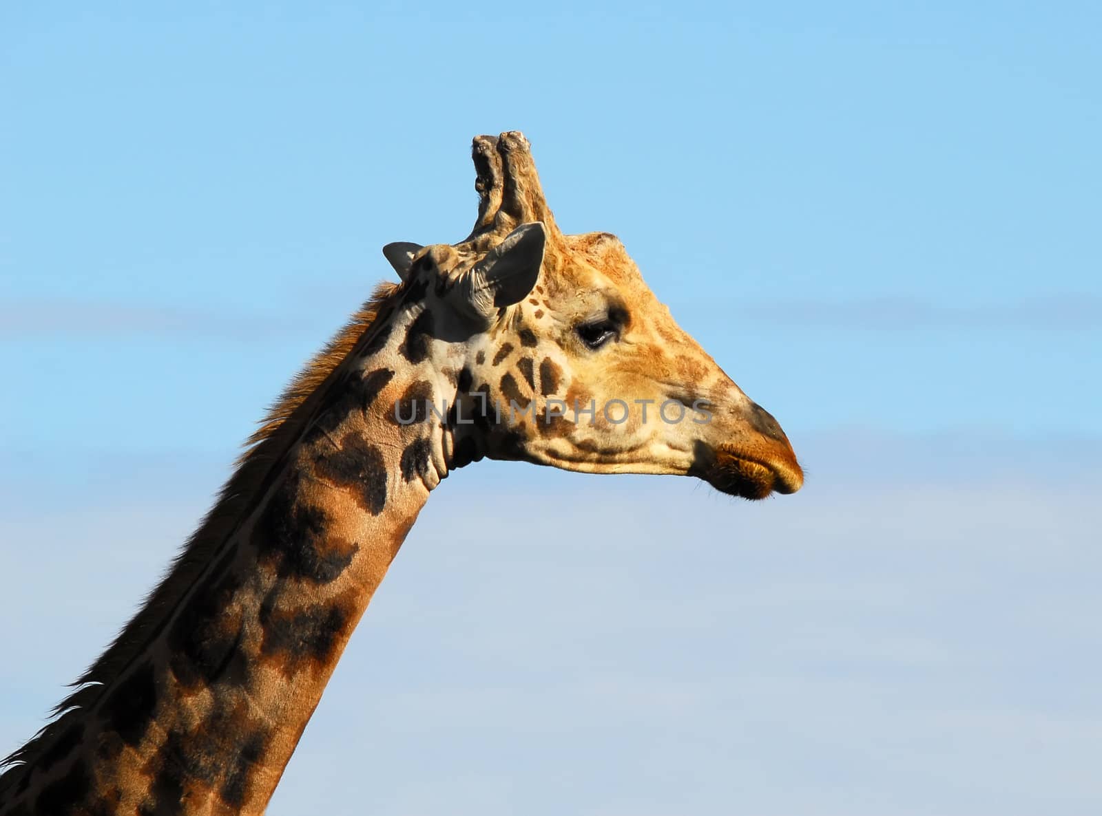 portrait of a Giraffe seen sideways