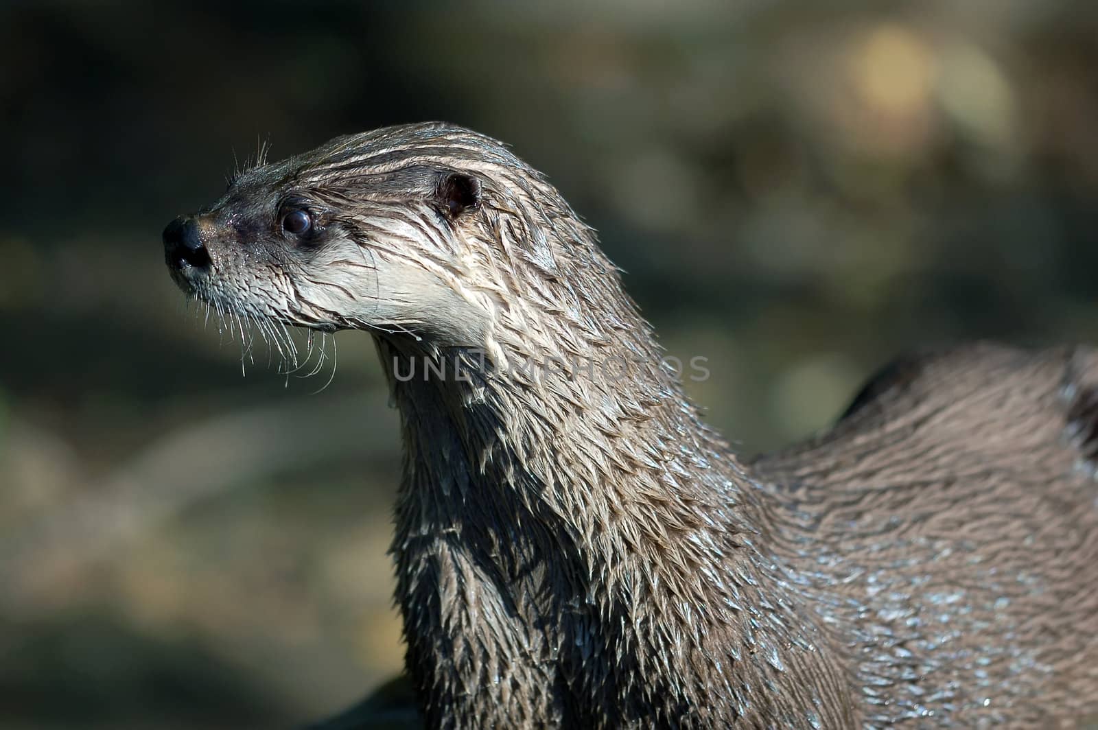Northern River Otter (Lontra canadensis) by nialat