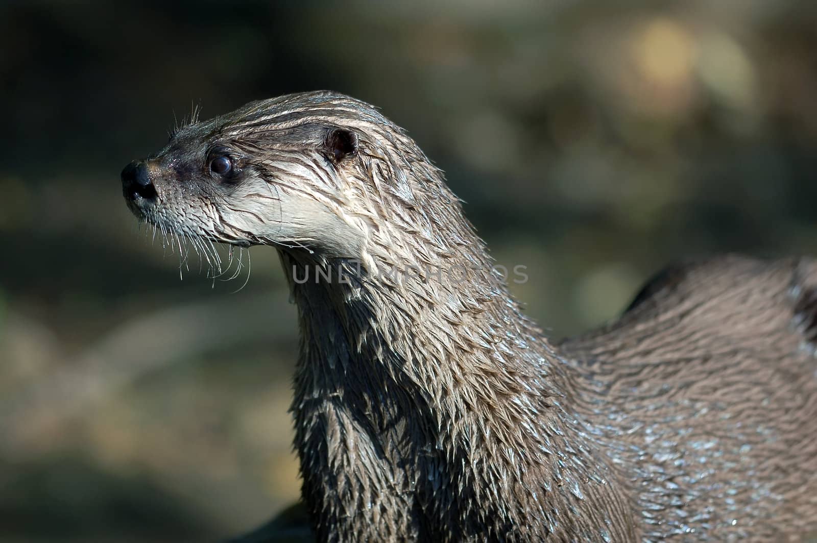 Close-up portrait of a wet Northern River Otter