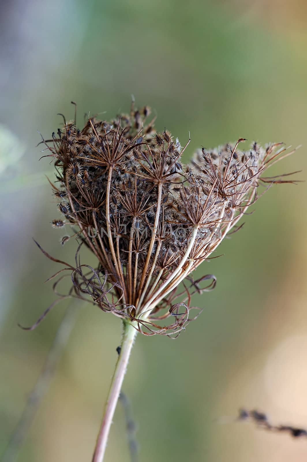 Close-up of an american wild plant in Autumn