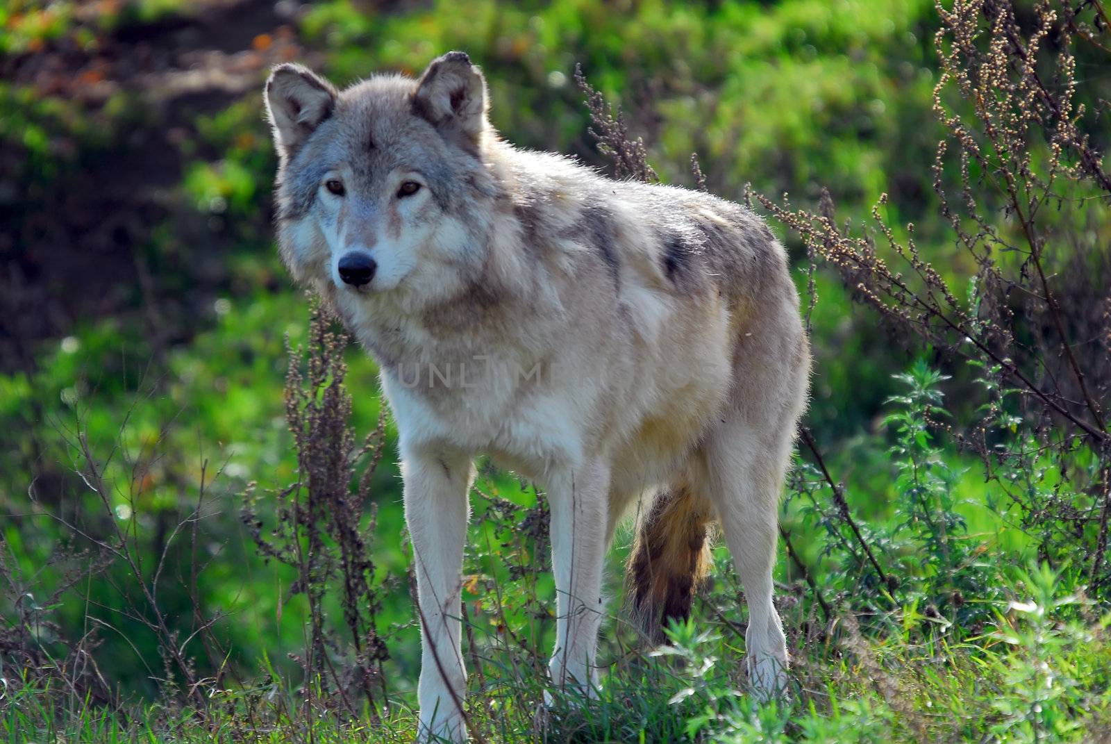 Gray wolf (Canis lupus) by nialat