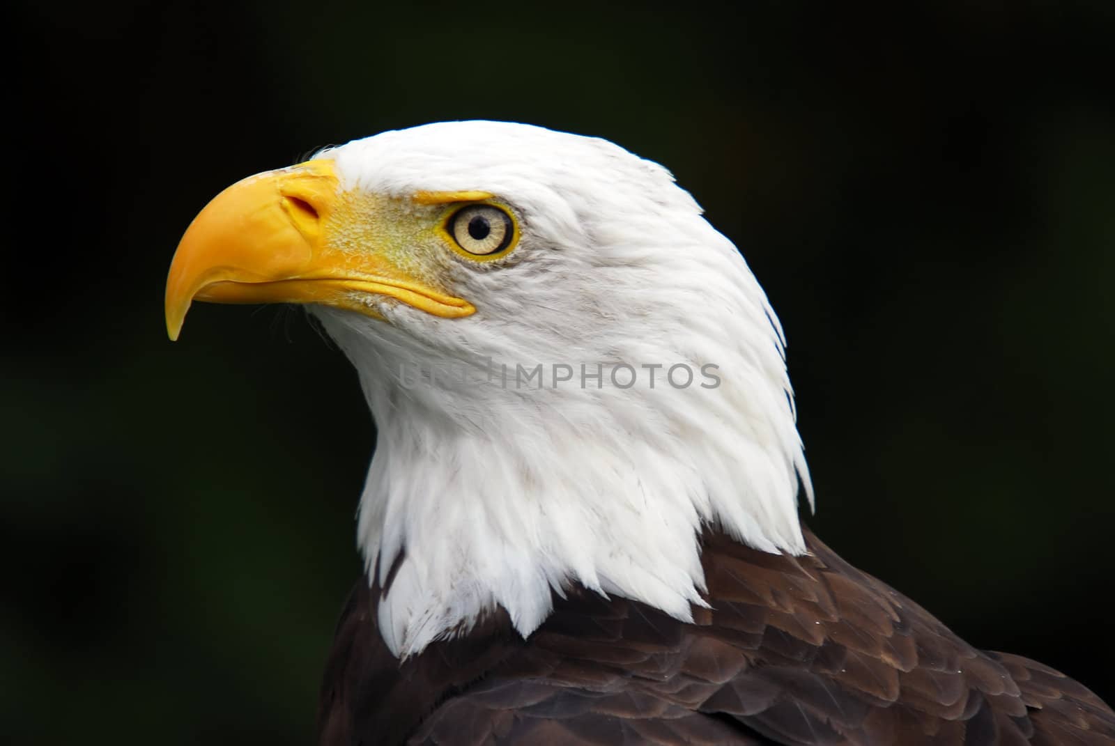 Portrait of an American Bald Eagle