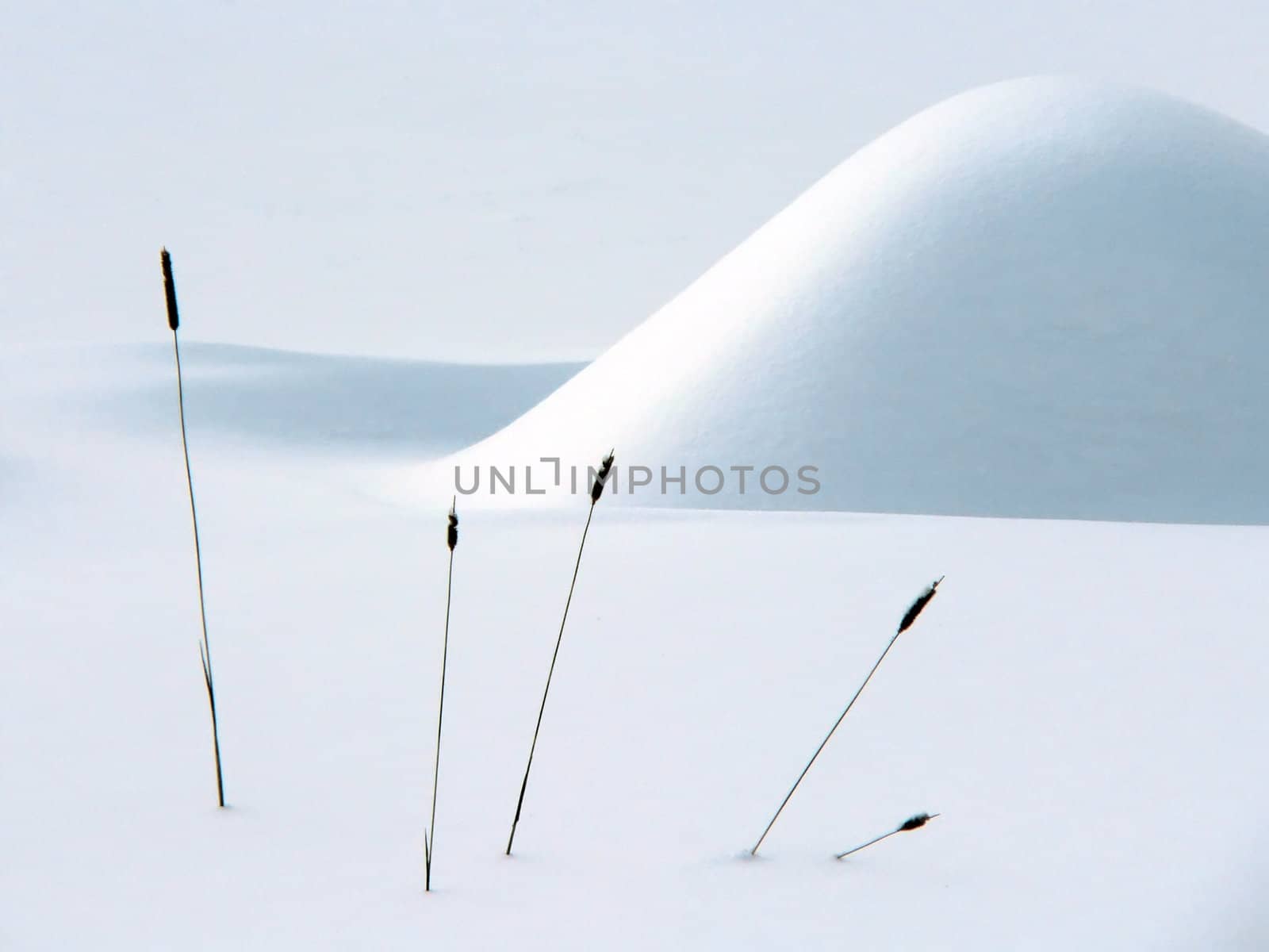 A very serene winter still life