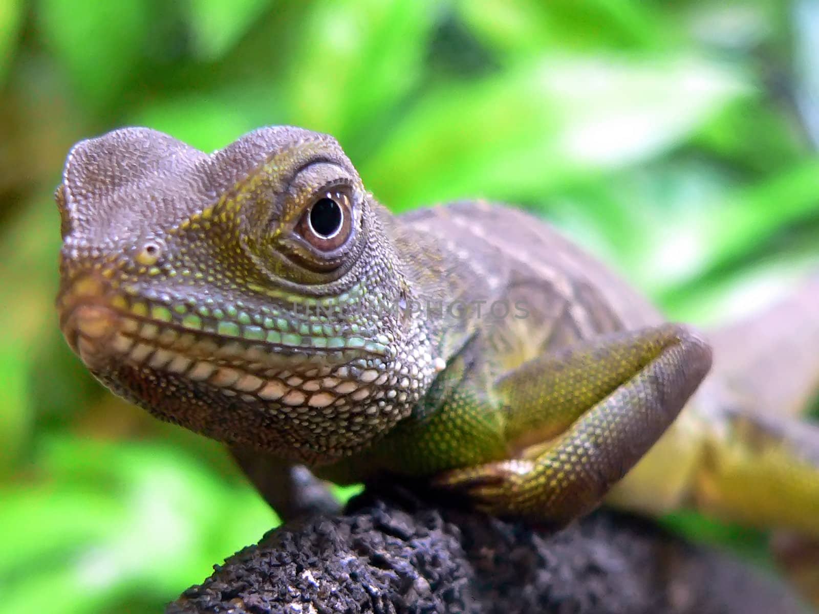 Close-up picture of a Water Dragon (Physignathus cocincinus)