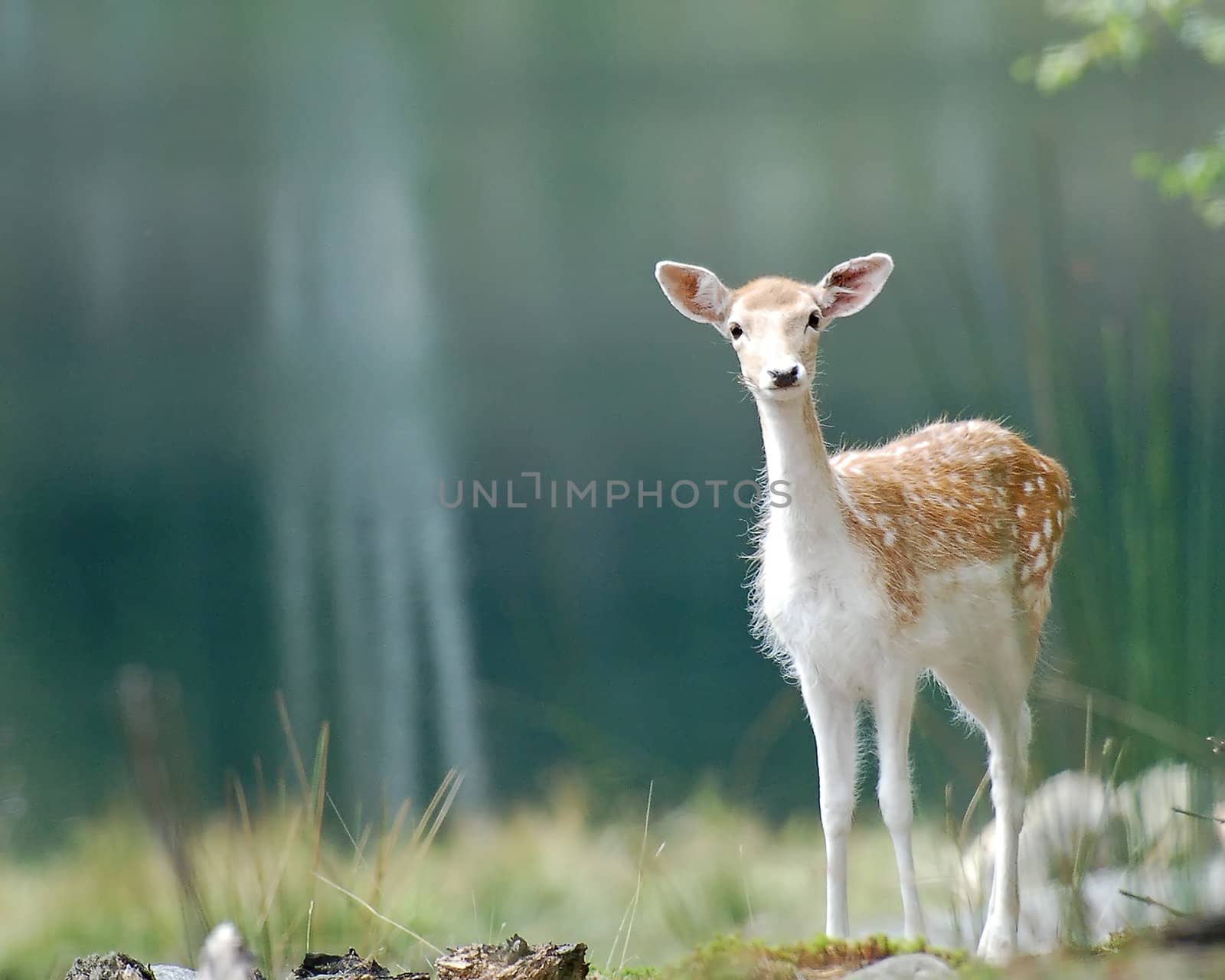 Picture of a small Fallow Deer (Dama dama) in the sun