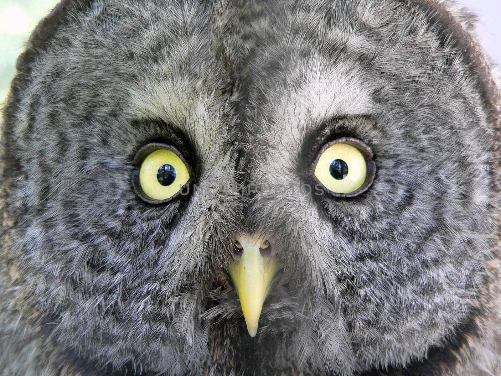 Close-up picture of an Spotted Owl (Strix occidentalis caurina)