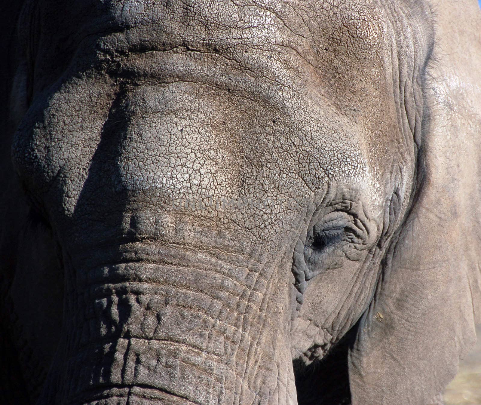 Extreme close-up of an elephant skins and eye