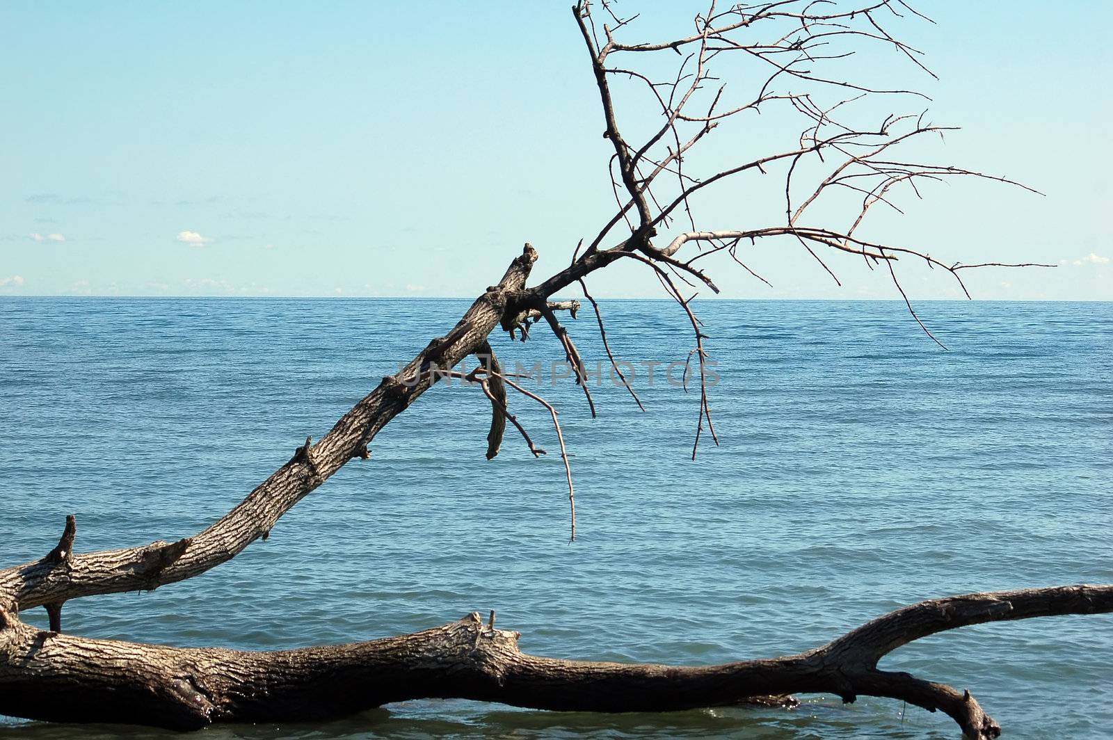 View of a dead tree by the side of a big lake