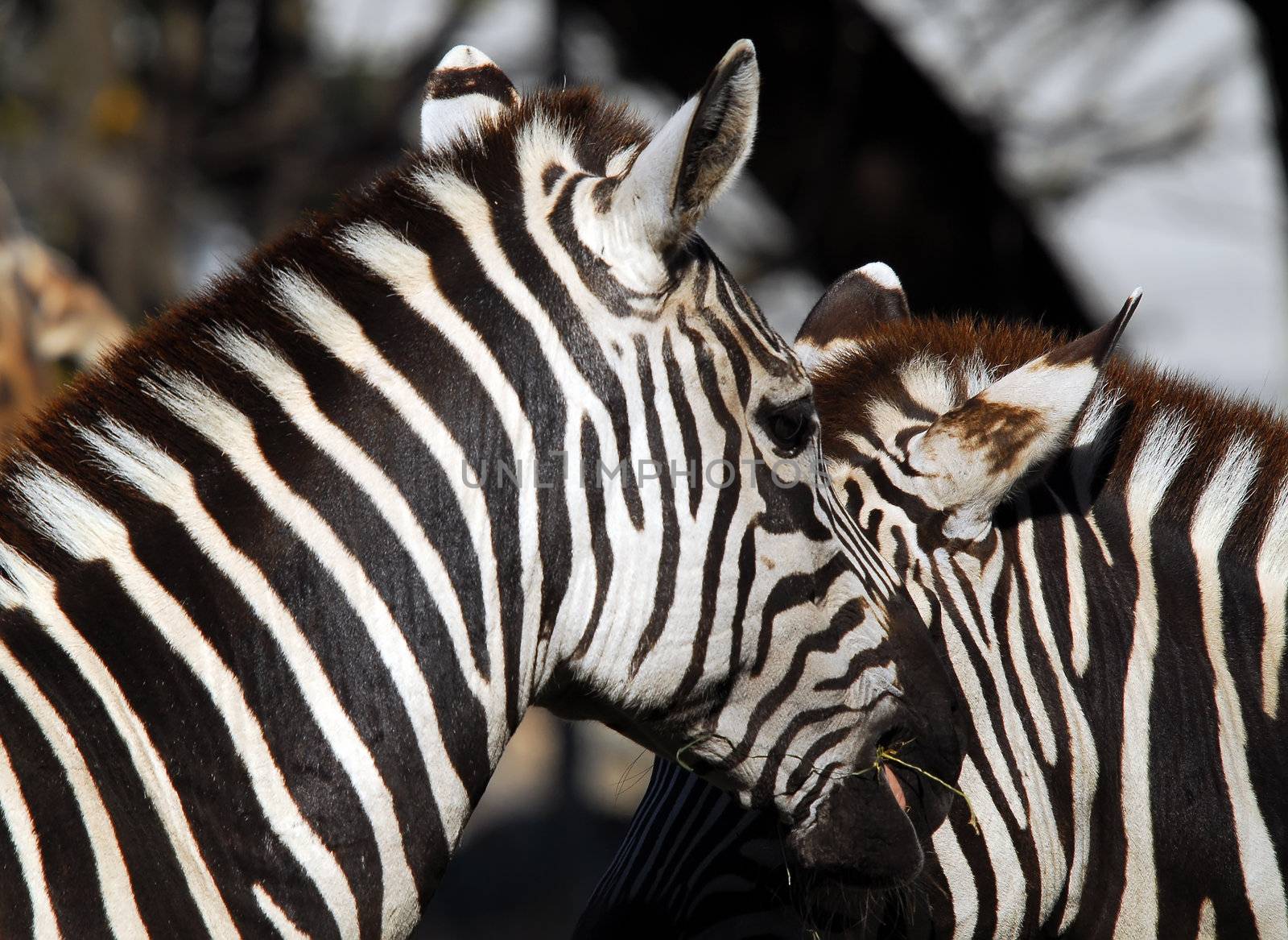 Plains Zebra (Equus quagga) by nialat