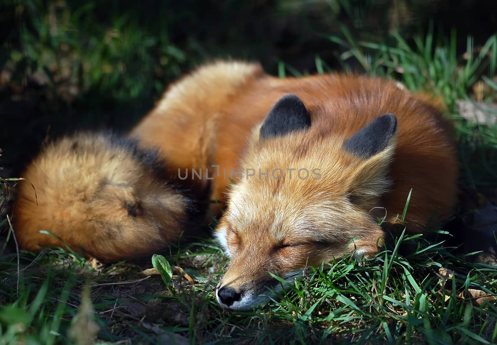 A close-up portrait of a Red Fox sleeping