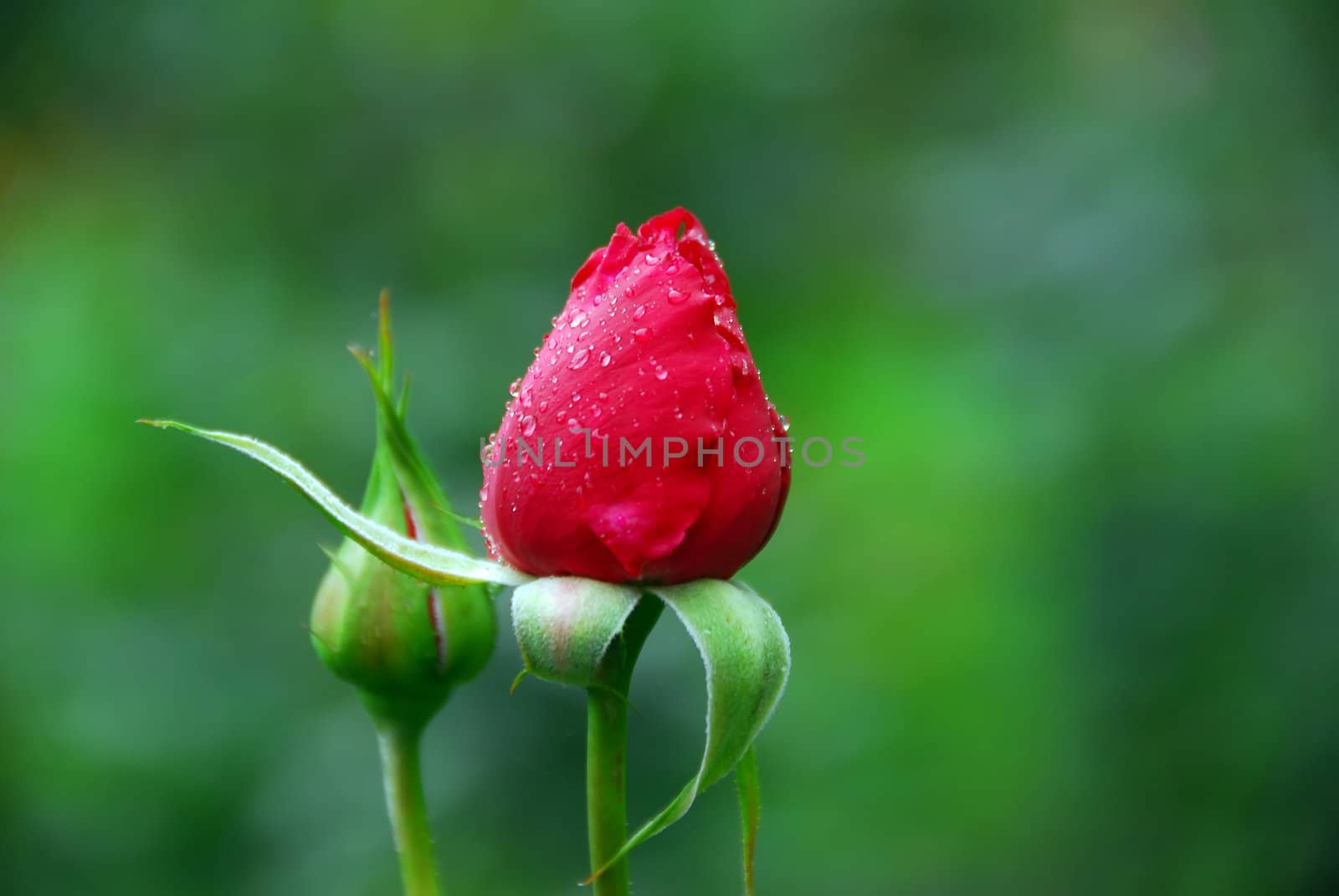 Close-up picture of two red rose's buds, one is ready to open