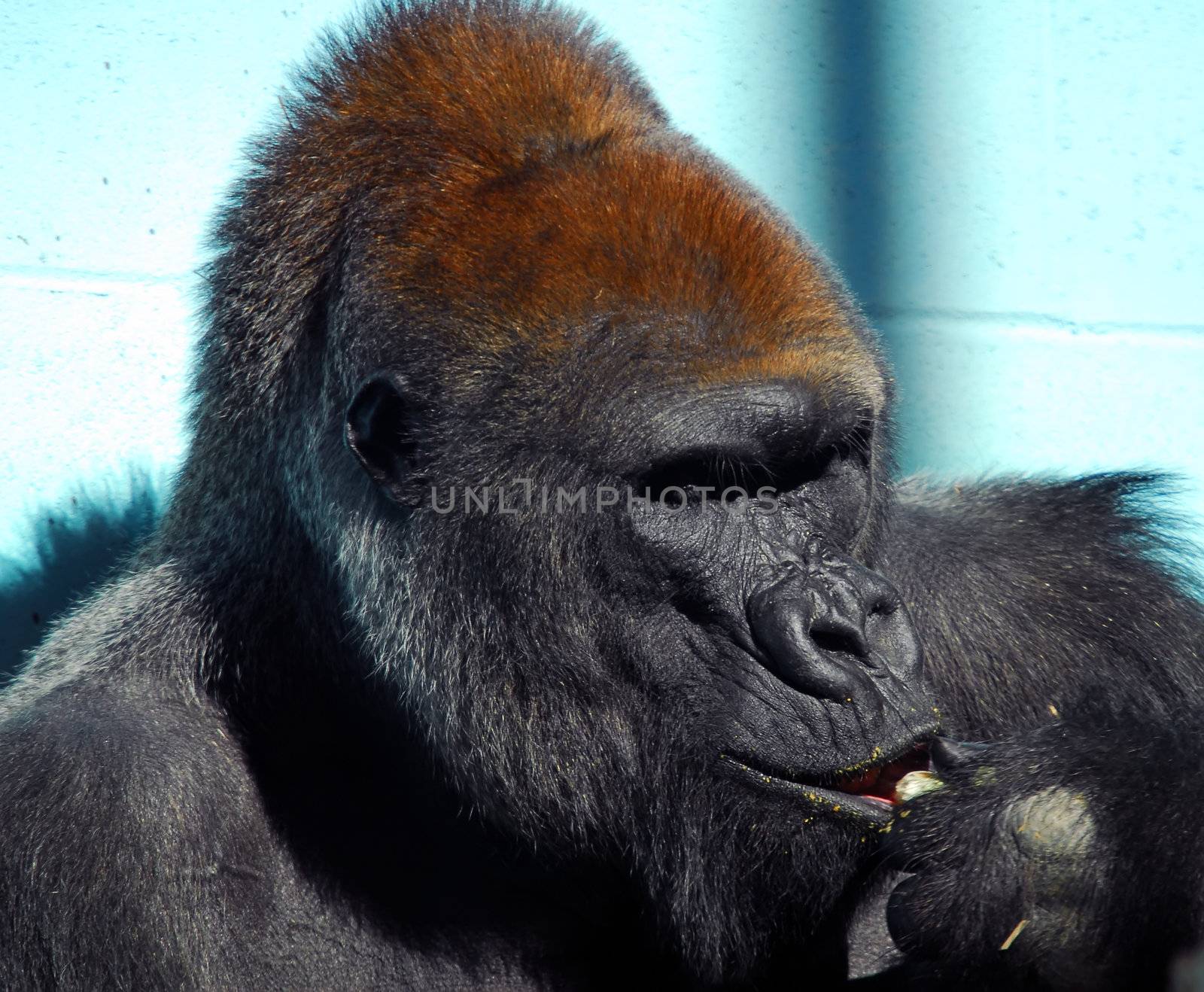 Close-up portrait of a big gorilla eating