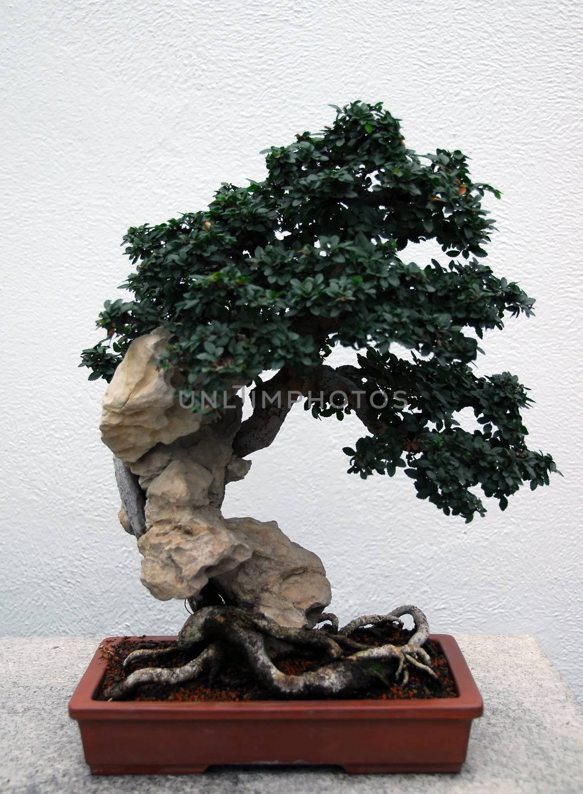 Picture of a bonsai tree with a white background