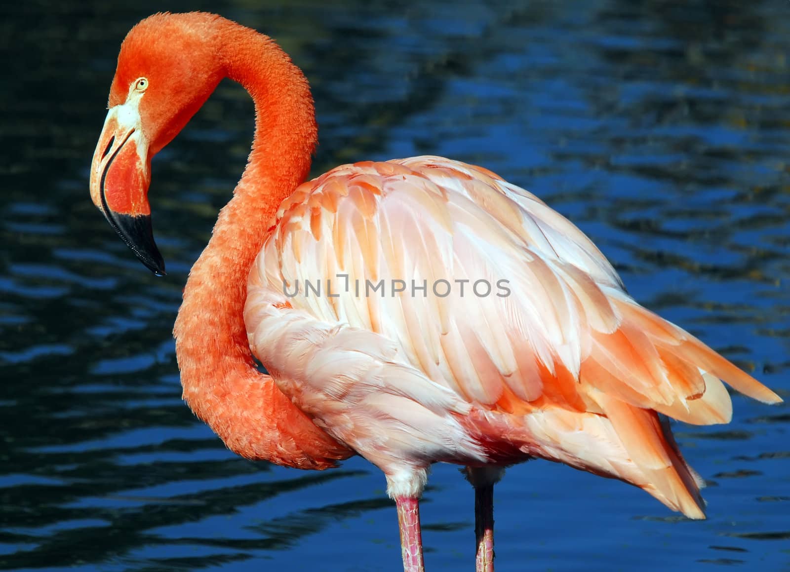 Portrait of a Pink Flamingo with a blue background