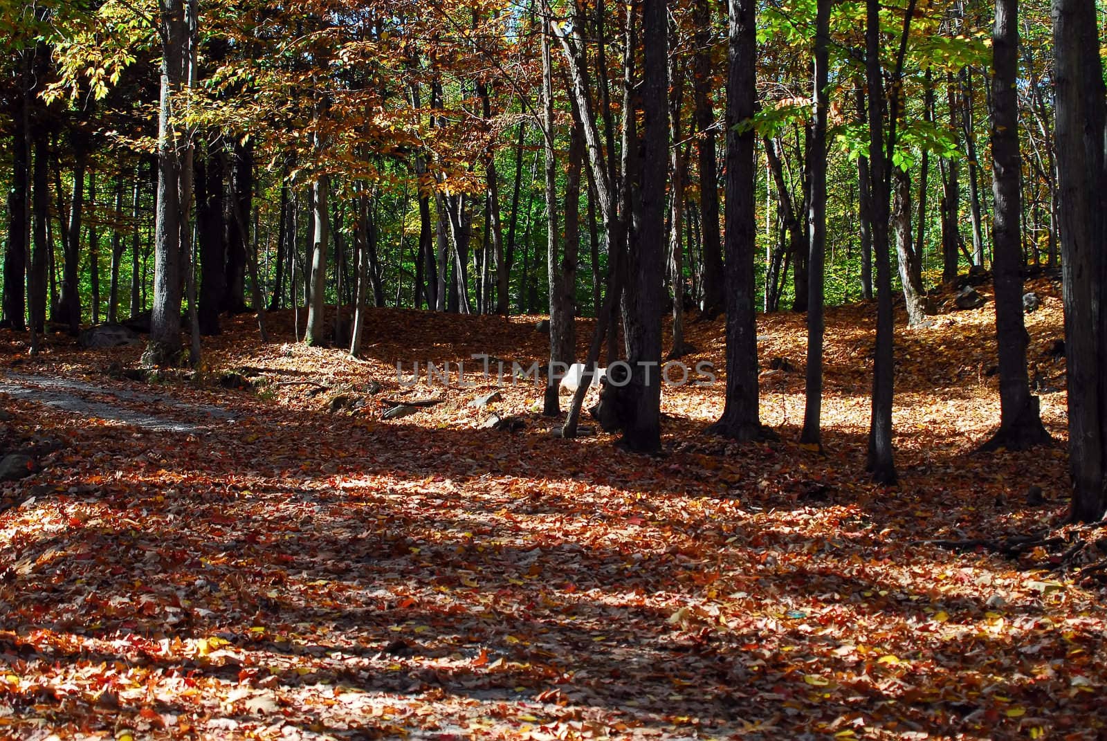 Picture of a northern forest in Autumn