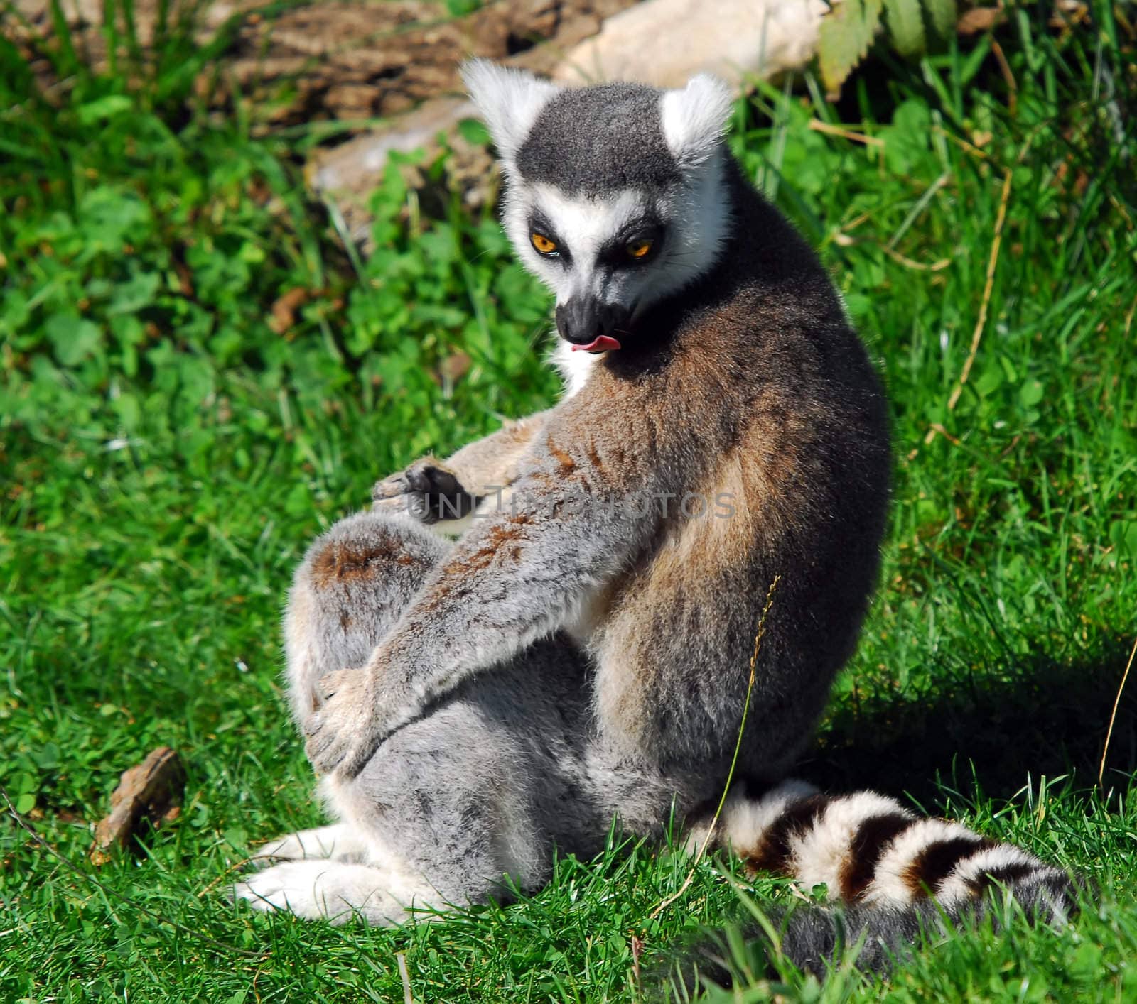 Portrait of a Ring-tailed Lemur (Lemur catta)