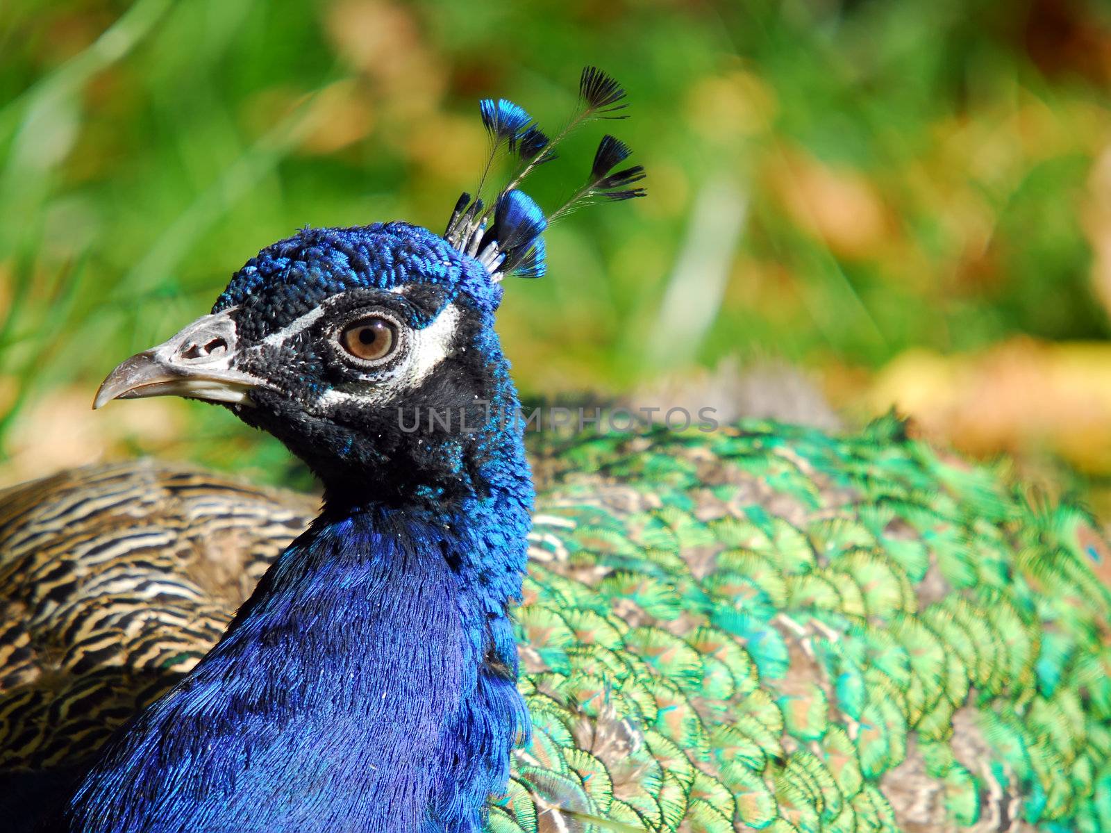 Portrait of an Indian Peafowl (Pavo cristatus)