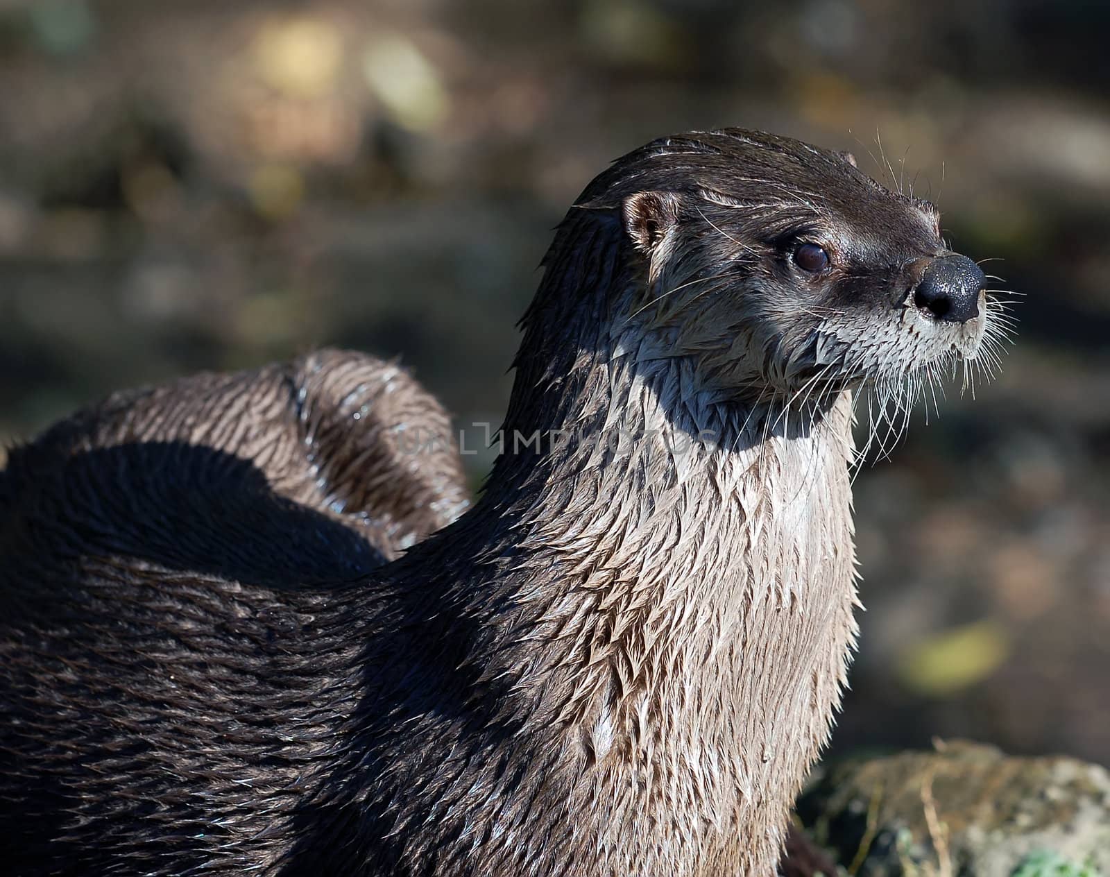 Northern River Otter (Lontra canadensis) by nialat