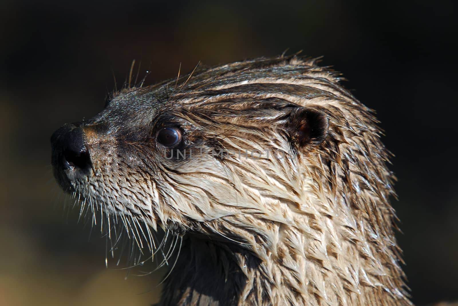 Close-up portrait of a wet Northern River Otter
