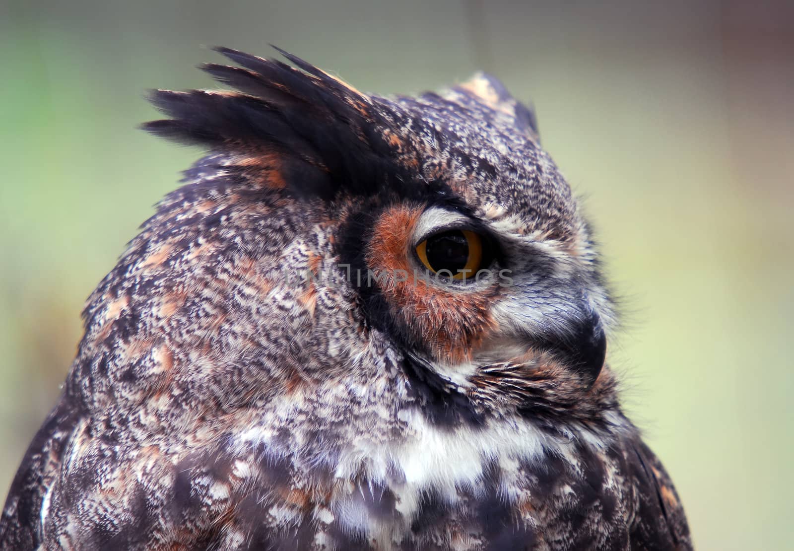 Great Horned Owl  (Bubo virginianus) by nialat