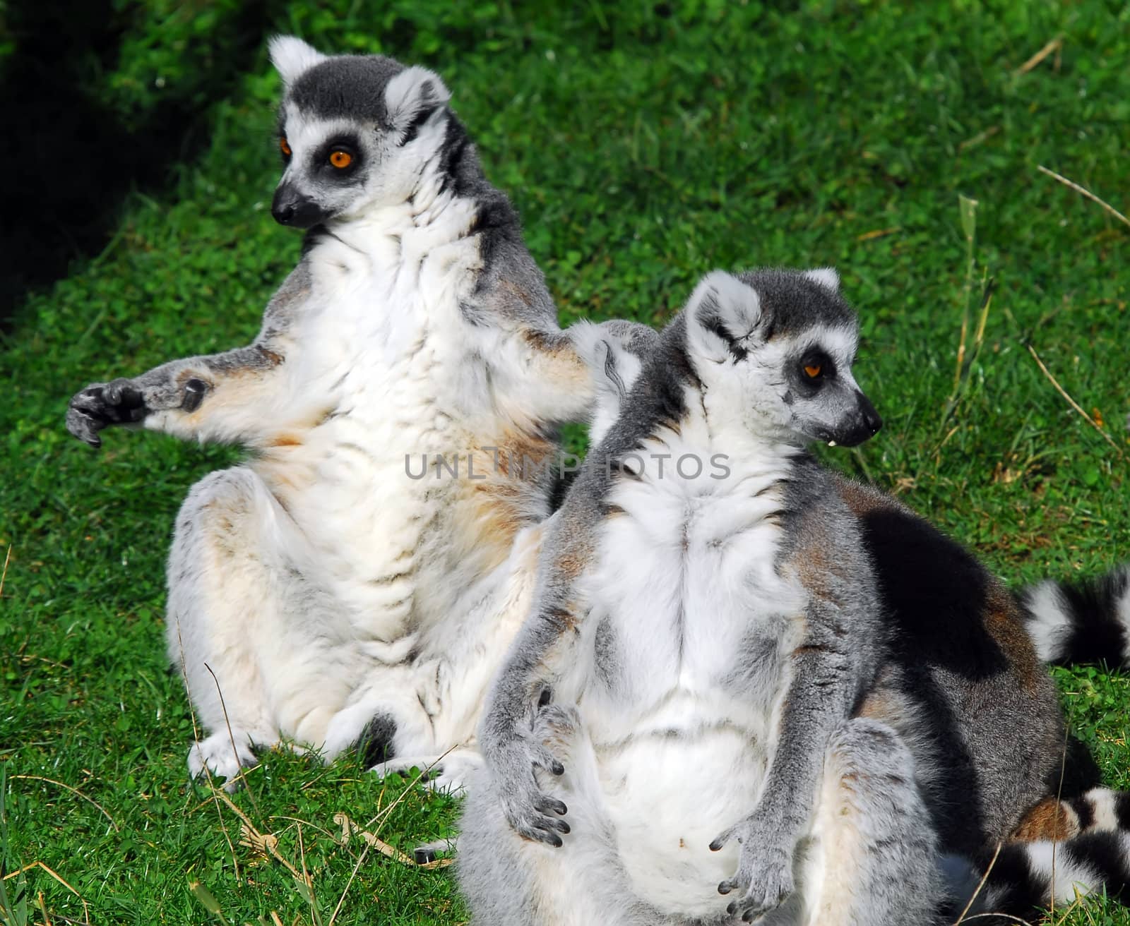 Portrait of two Ring-tailed Lemurs (Lemur catta)