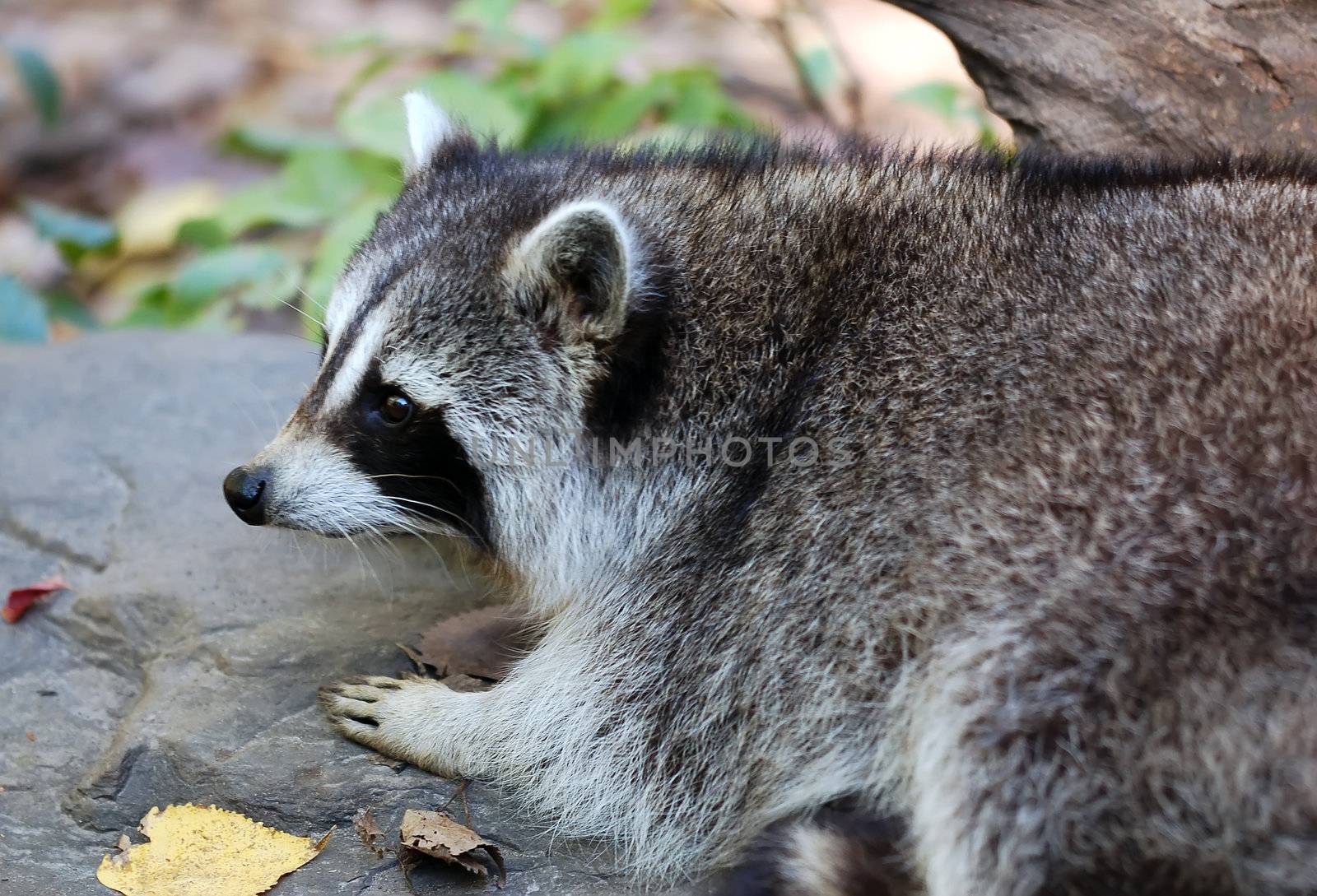 Portrait of a Common Raccoon (Procyon lotor) on a rock