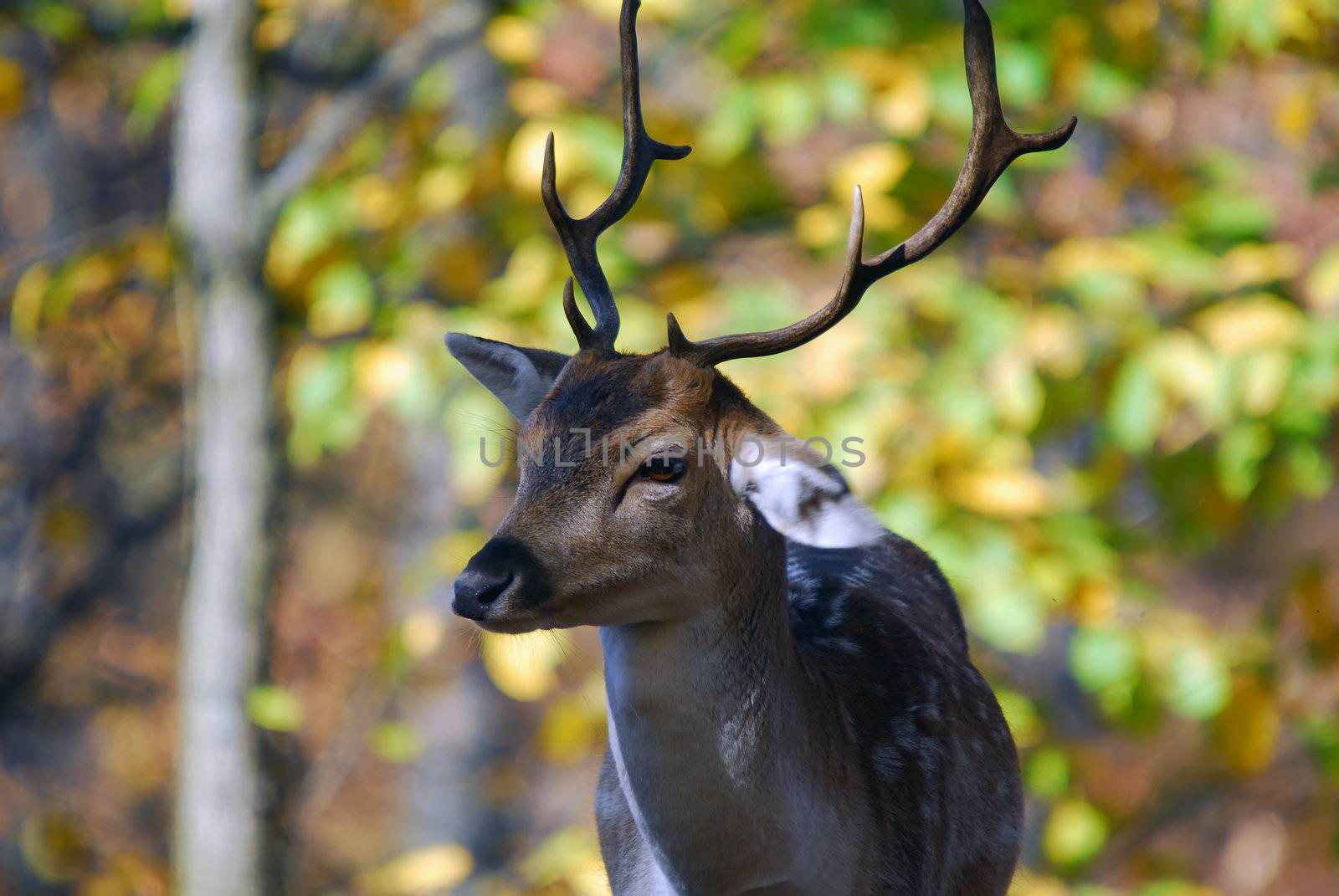 Picture of a nice male Fallow deer in a fall forest