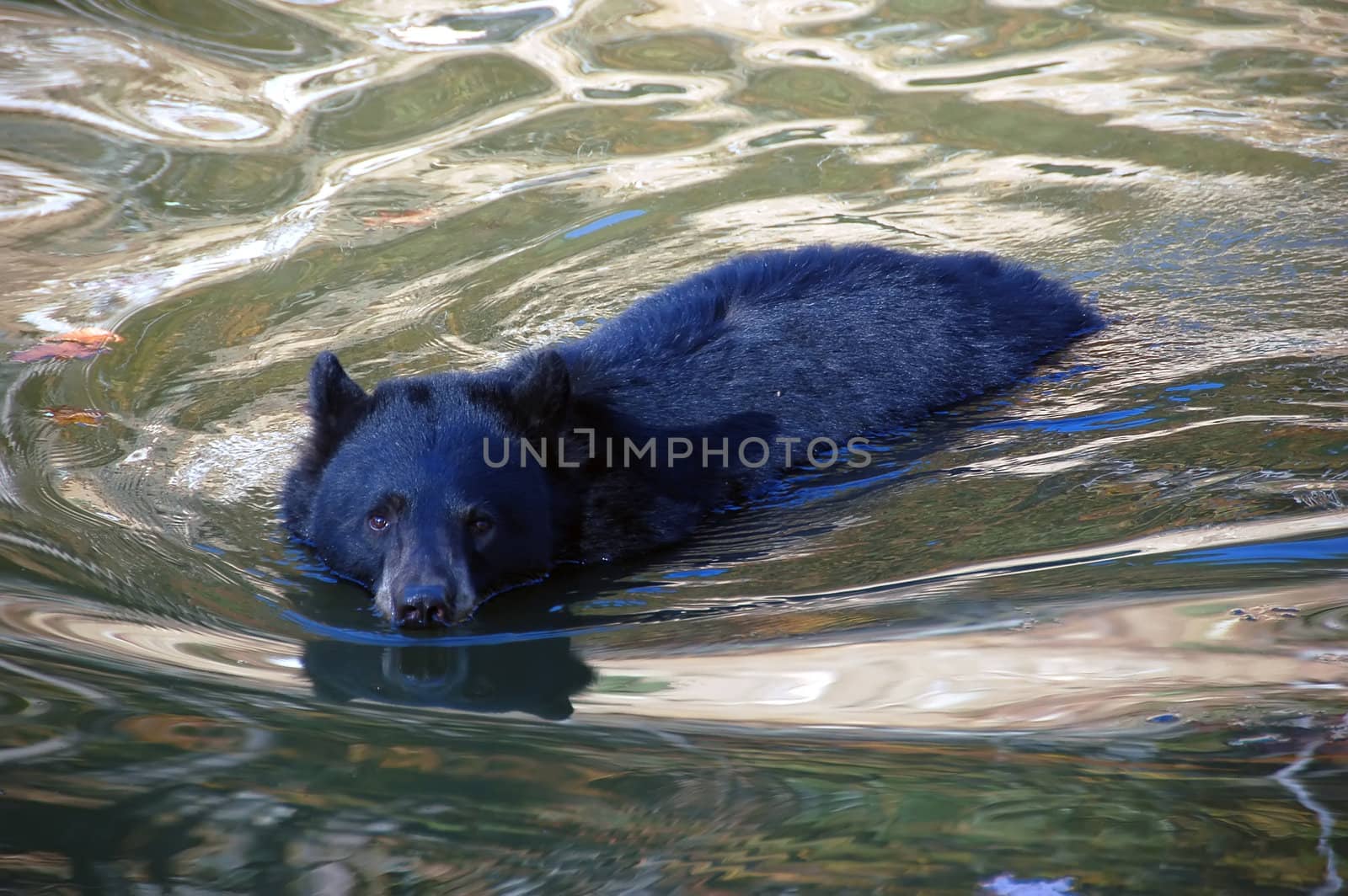 Picture of a black bear swimming towards the photographer