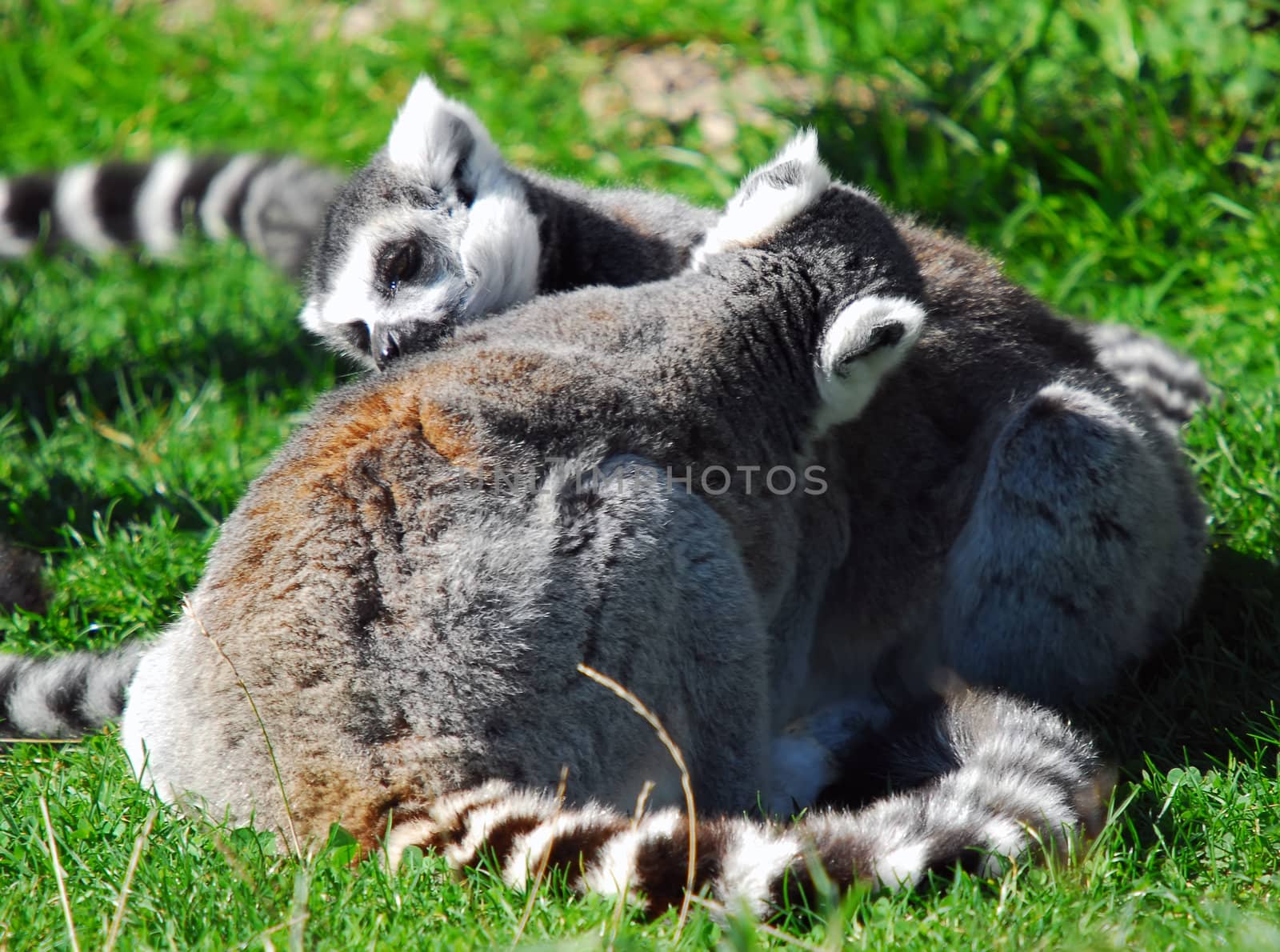 Portrait of two Ring-tailed Lemurs (Lemur catta)