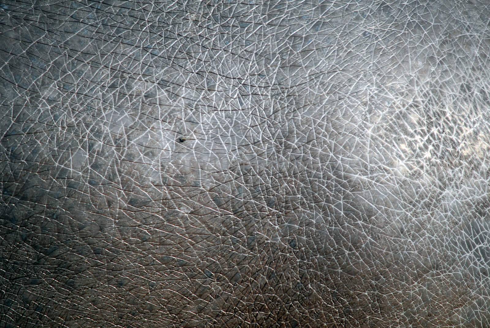 Close-up picture of the skin of an hippopotamus