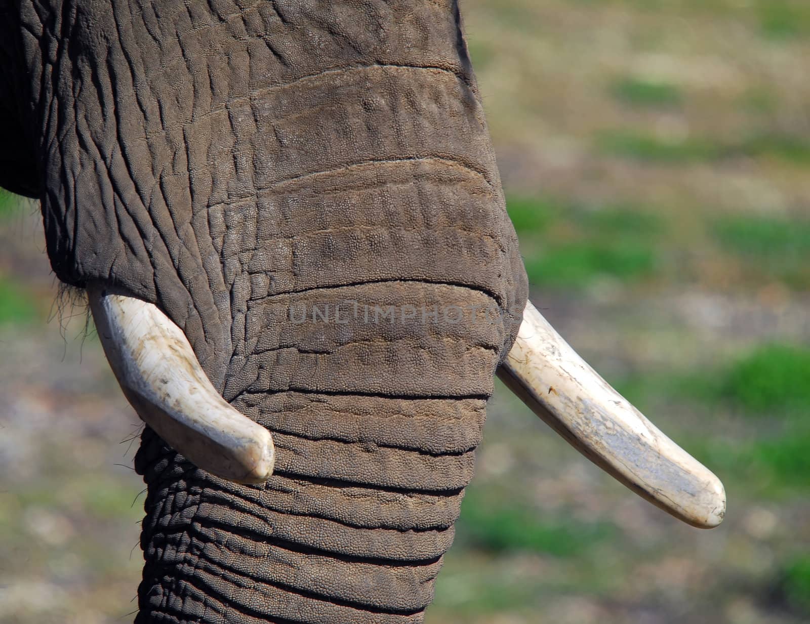 Extreme close-up of an elephant trunk and tusk