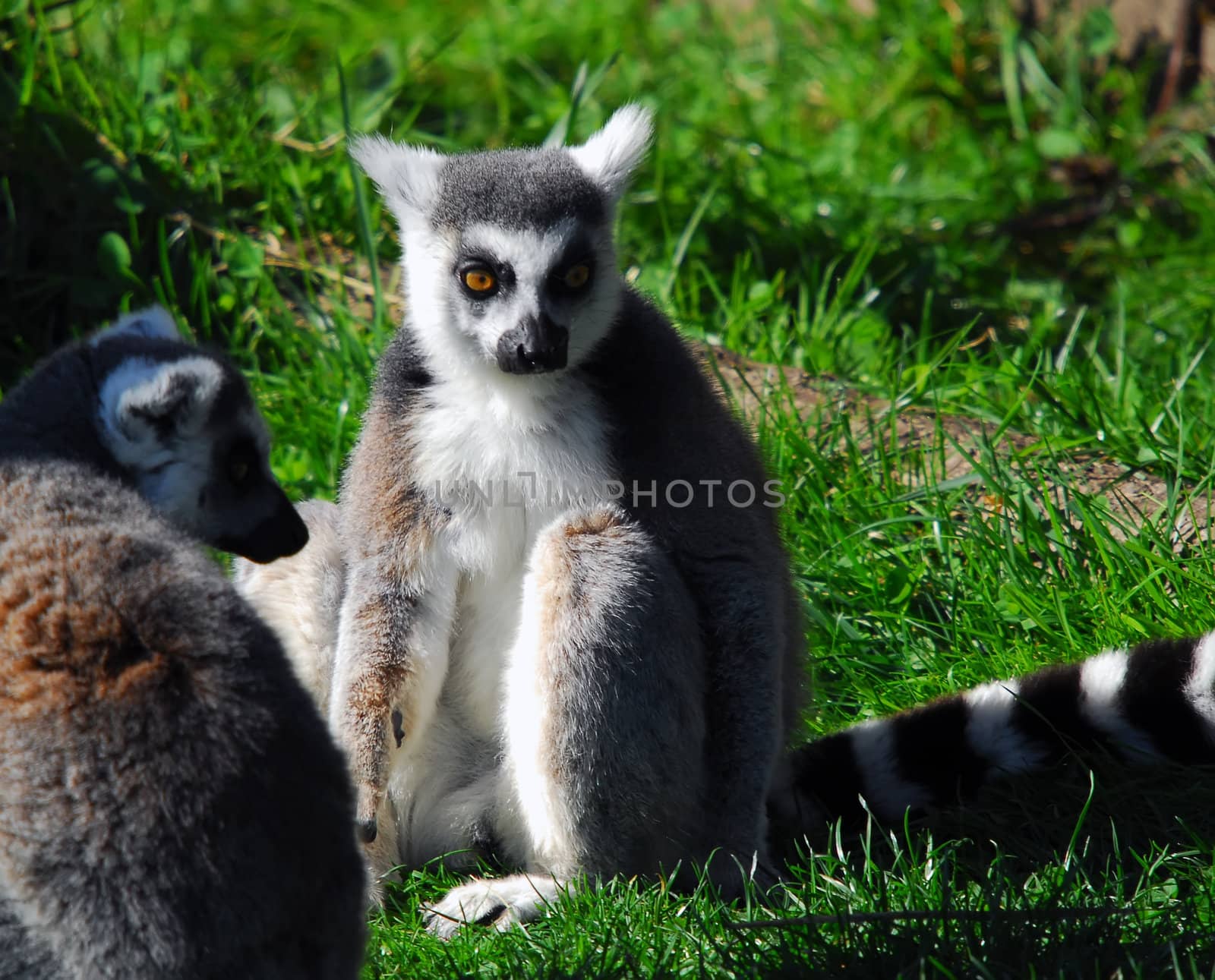 Portrait of a Ring-tailed Lemur (Lemur catta)