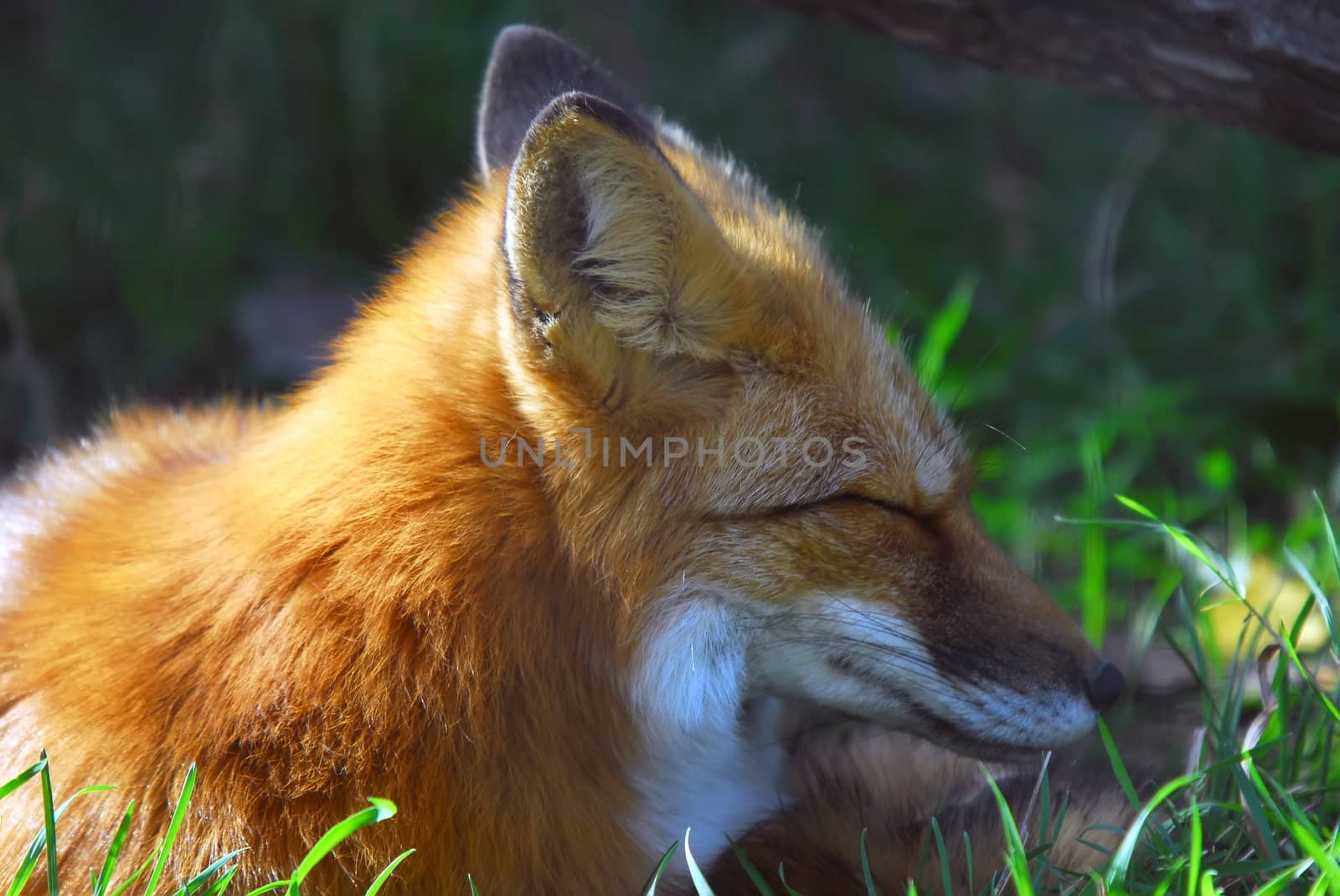 A close-up portrait of a Red Fox at rest