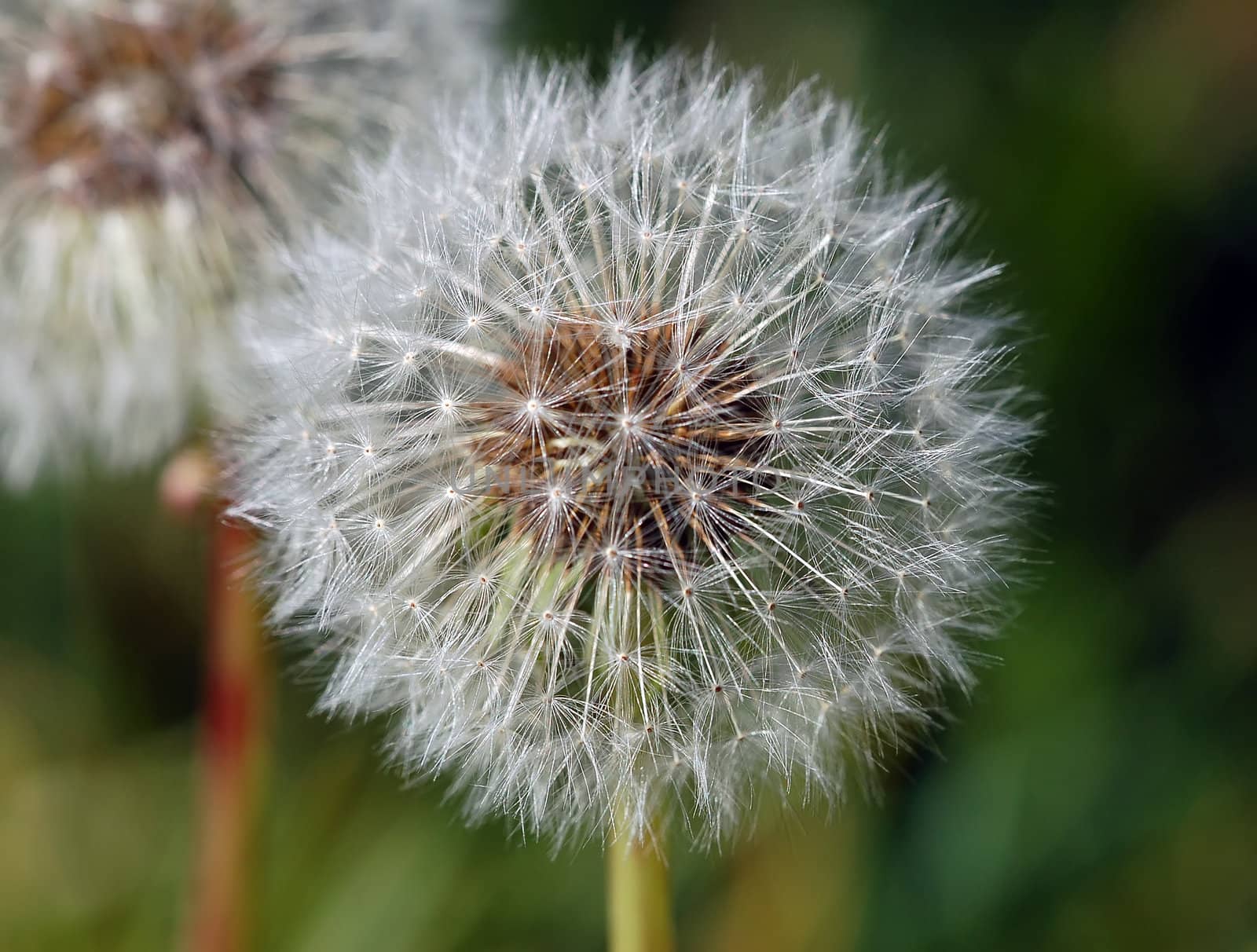 Extreme close-up of a dandelion in full bloom