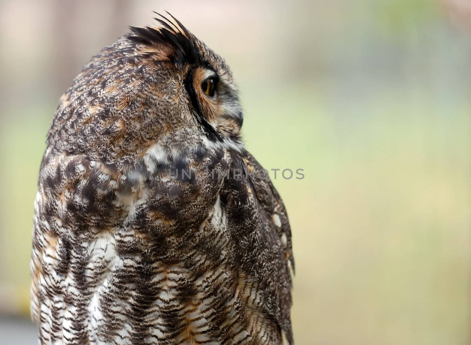 Portrait of a Spotted Eagle Owl (Bubo africanus)