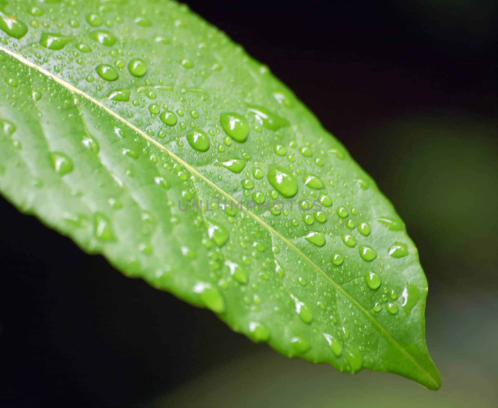 Close-up picture of some raindrops of a green leaf