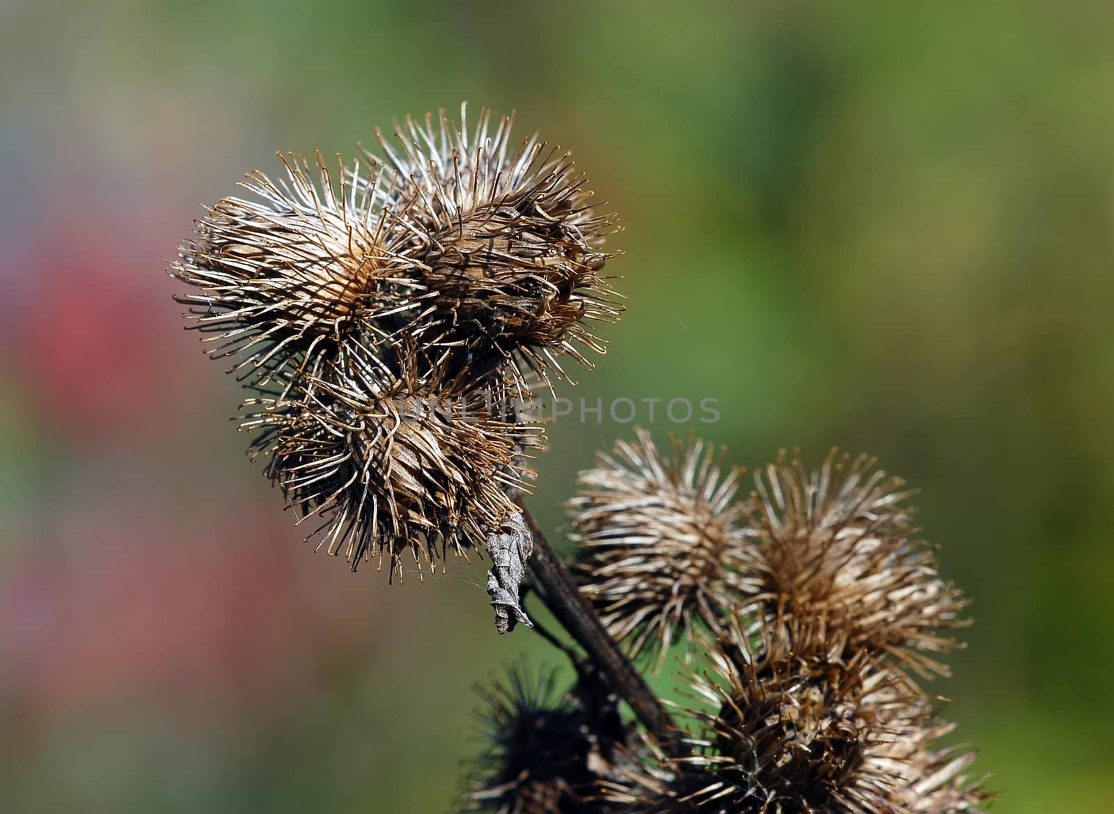 Close-up picture of a wild plant in autumn