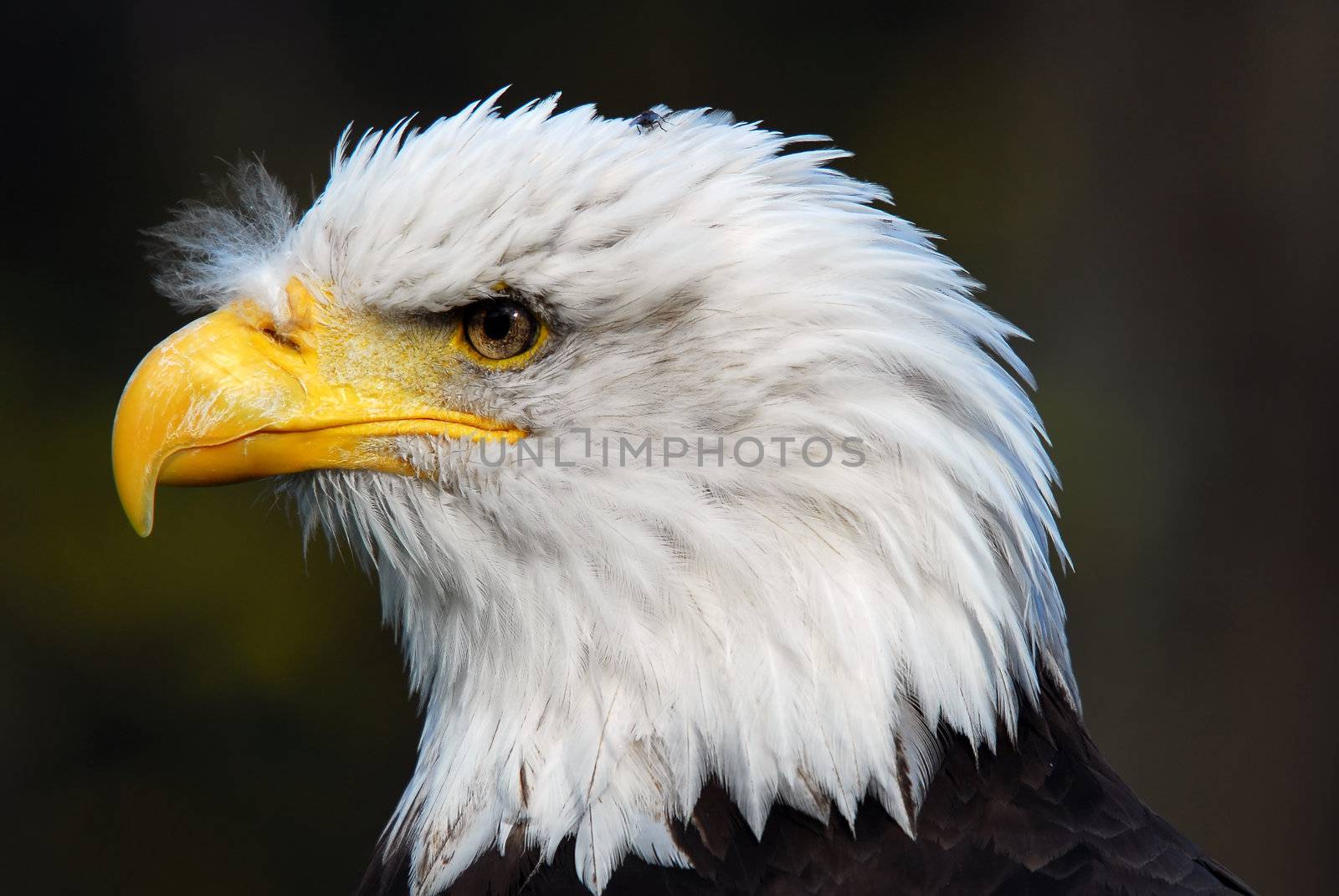 American Bald Eagle (Haliaeetus leucocephalus) by nialat