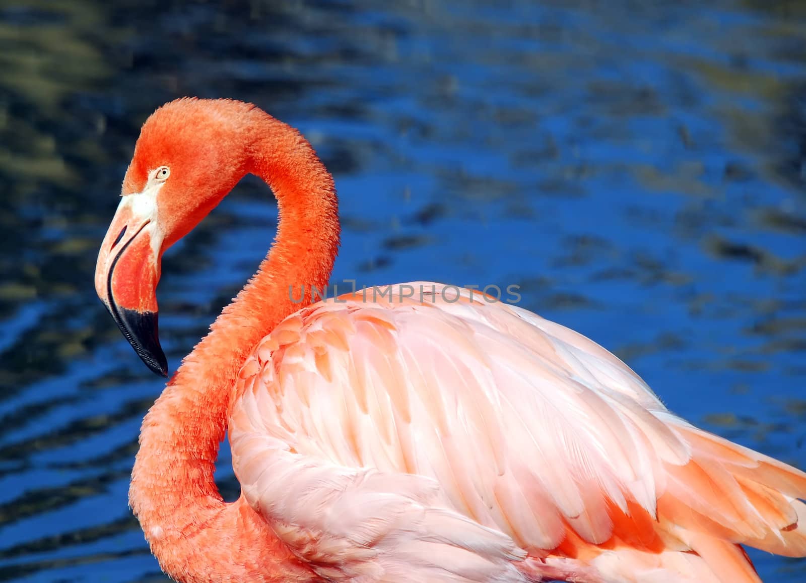 Portrait of a Pink Flamingo with a blue background