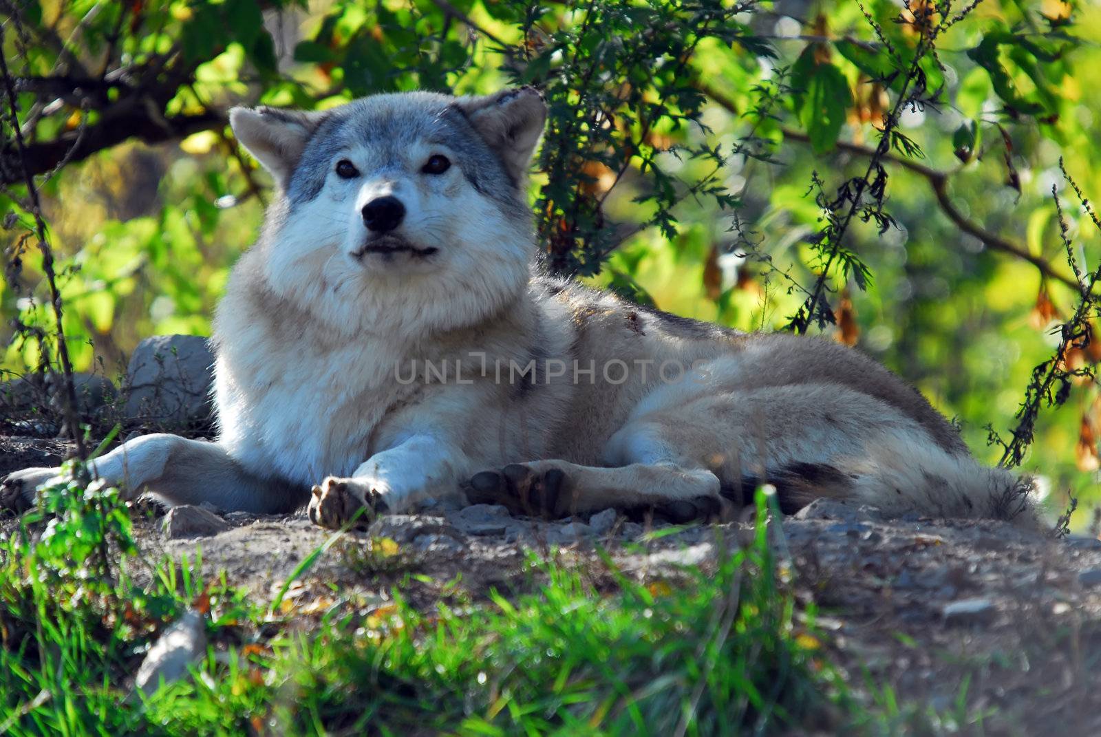 Gray wolf (Canis lupus) by nialat