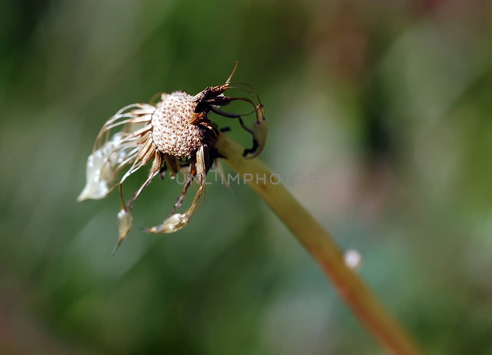 Close-up picture of a wild plant in autumn